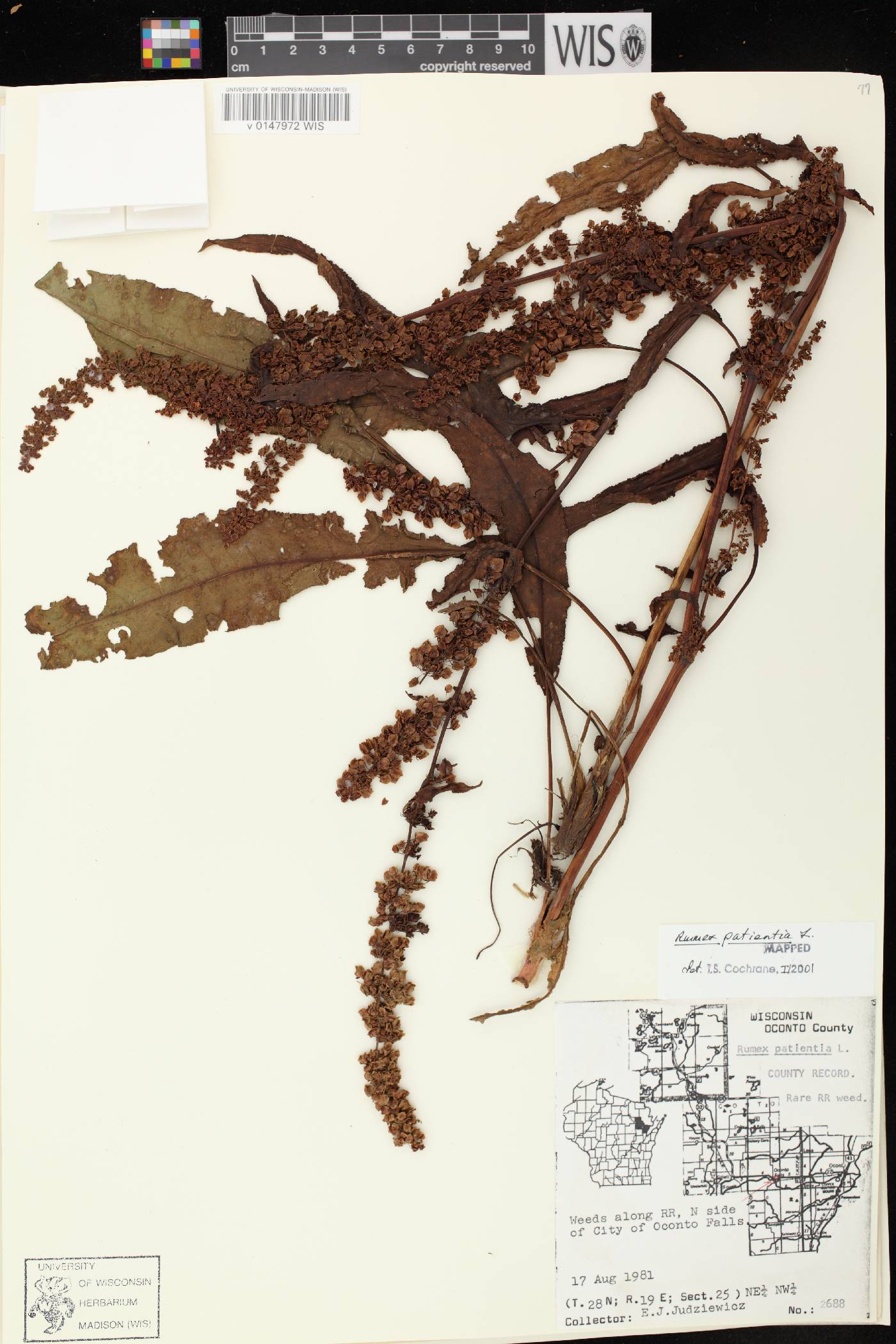 Rumex patientia image
