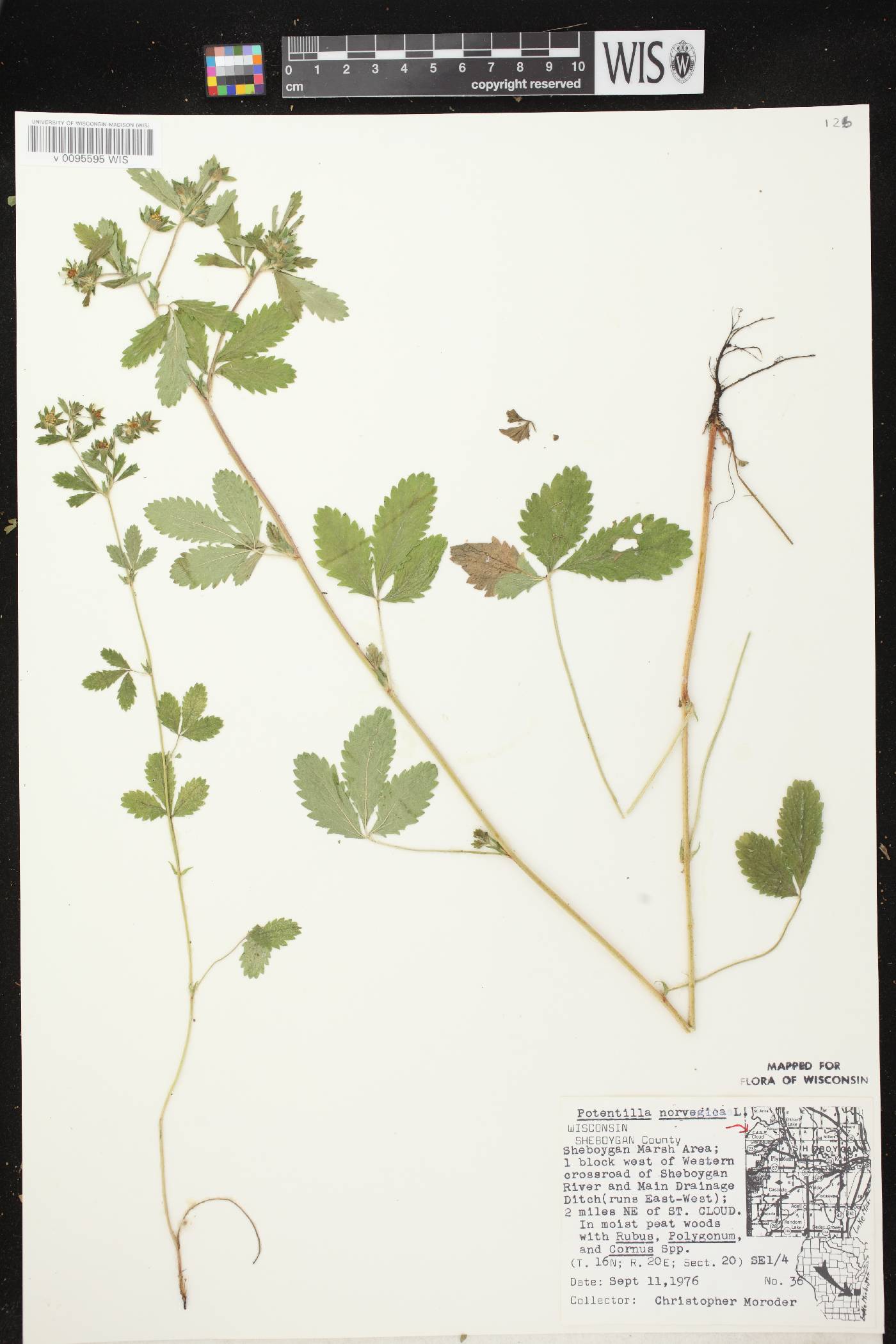Potentilla norvegica image