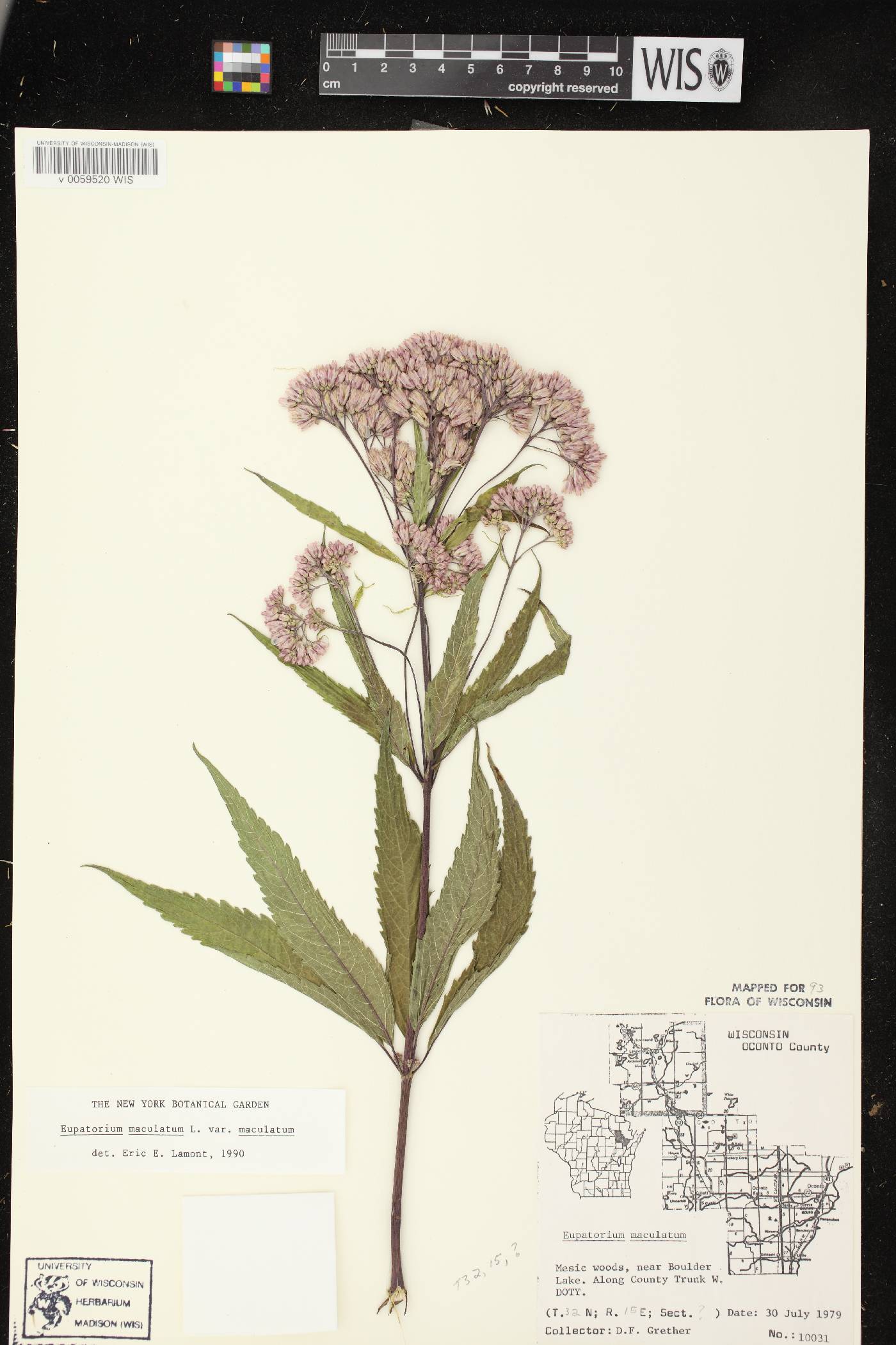 Eutrochium maculatum image