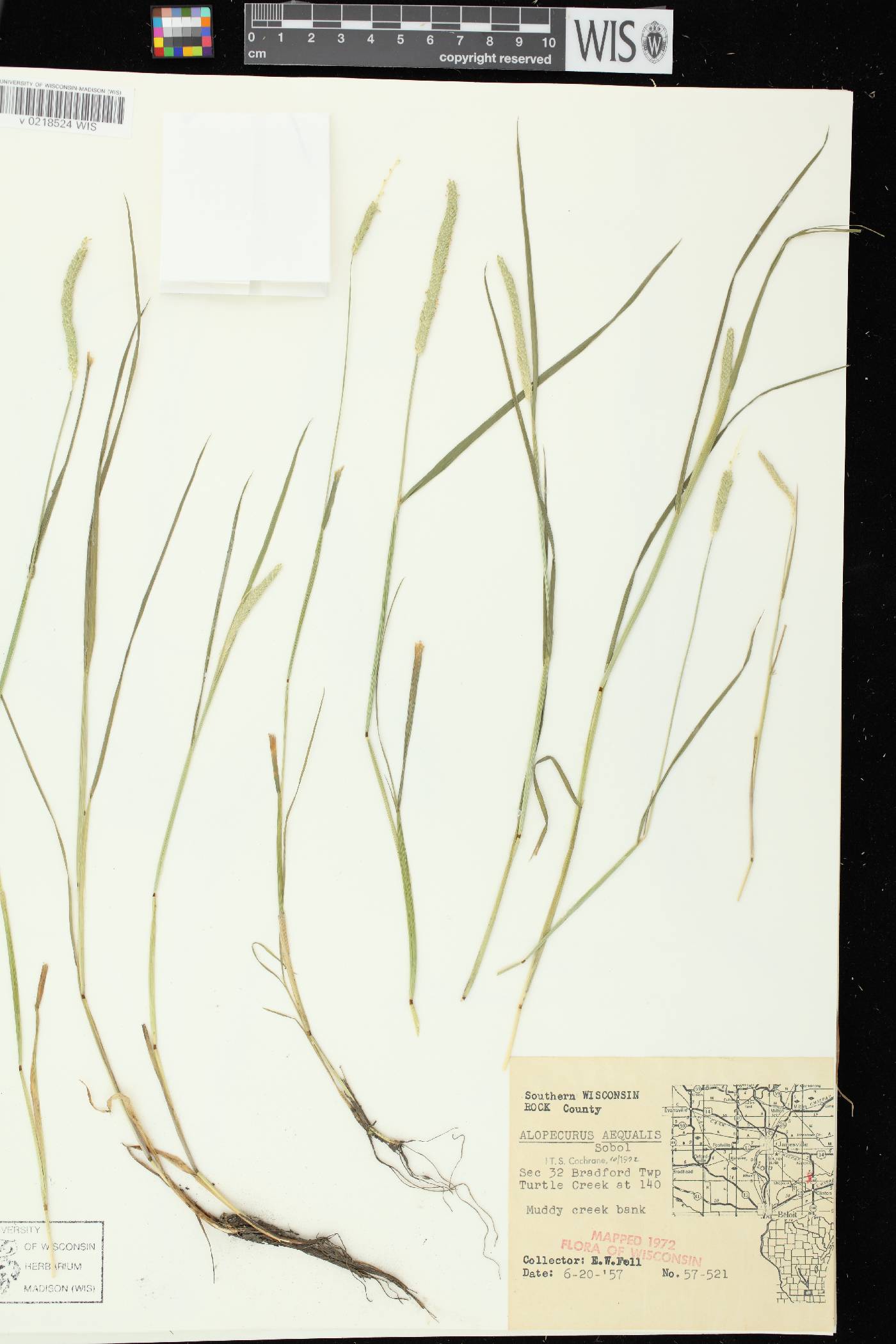 Alopecurus aequalis image