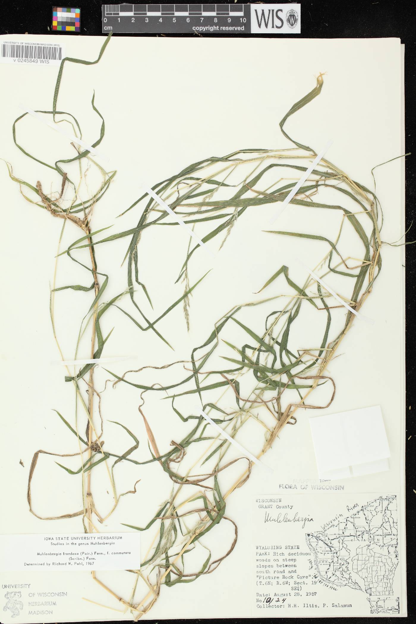 Muhlenbergia frondosa image