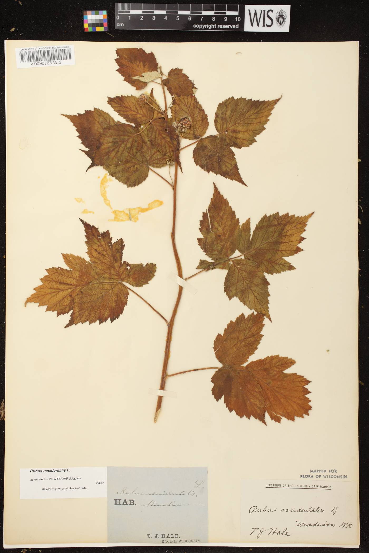 Rubus occidentalis image