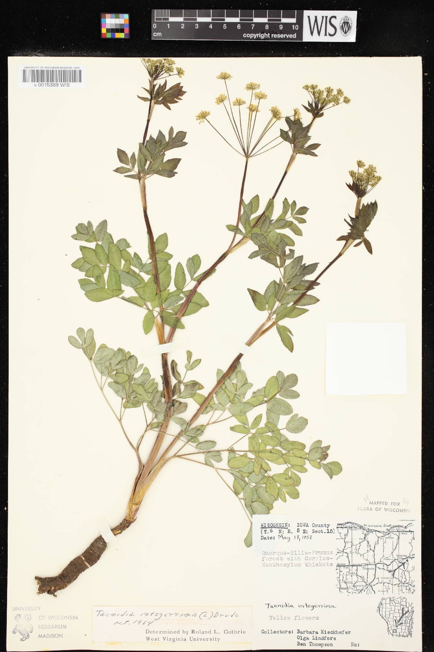 Taenidia integerrima image