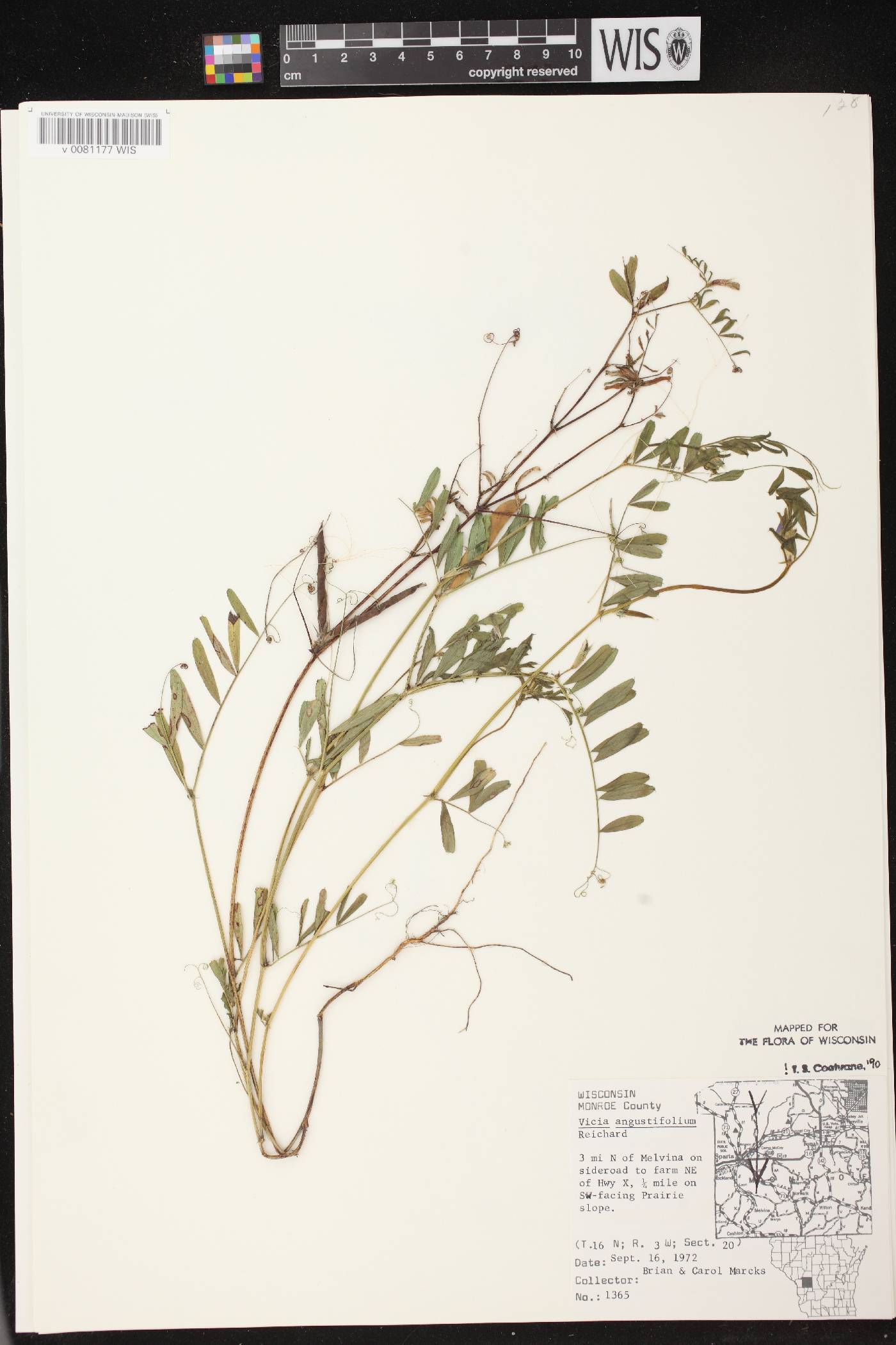Vicia sativa subsp. nigra image