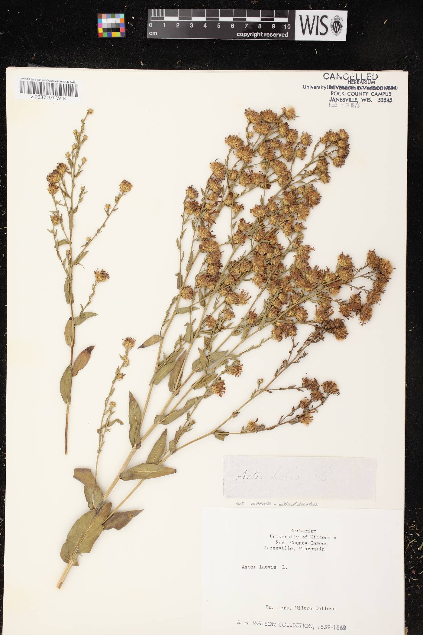 Symphyotrichum laeve var. laeve image