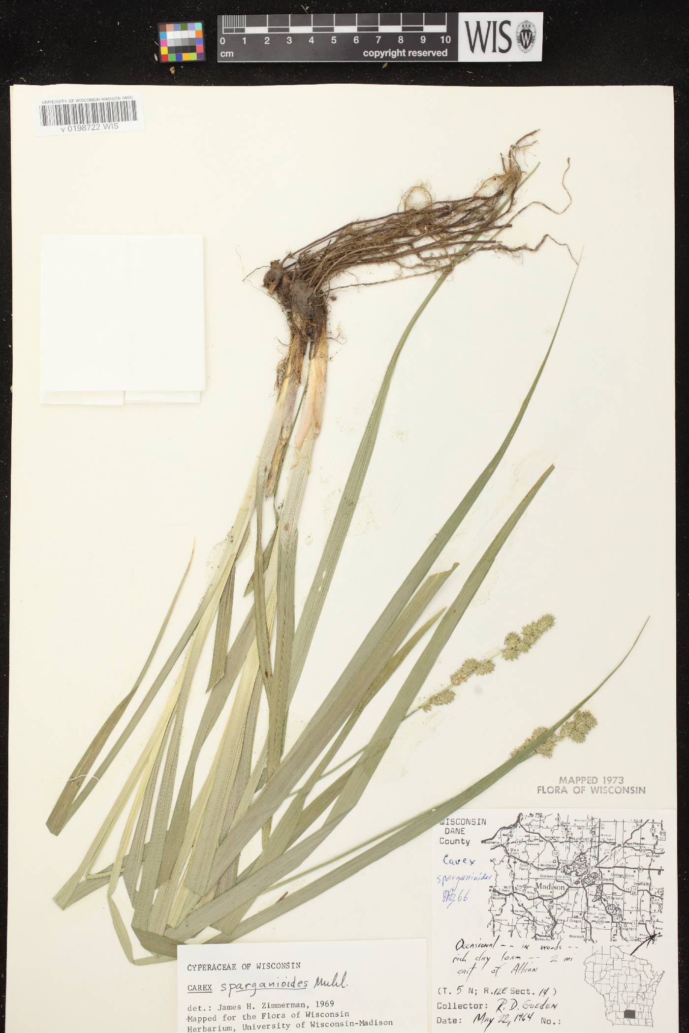 Carex sparganioides image