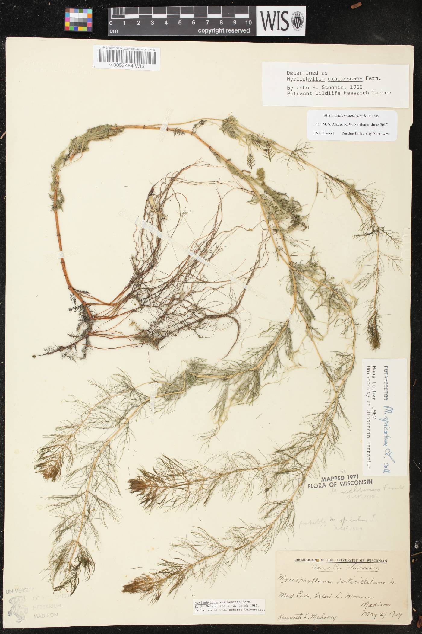 Myriophyllum sibiricum image