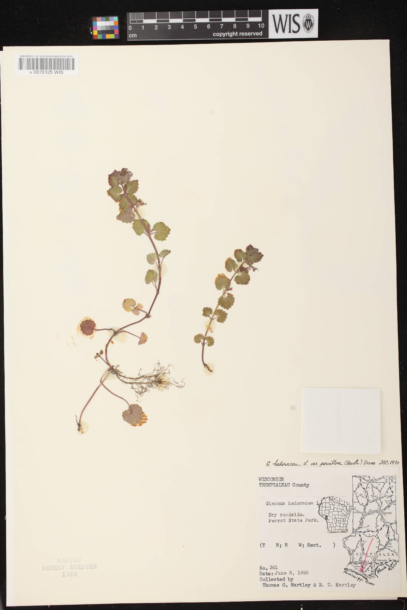 Glechoma hederacea var. micrantha image