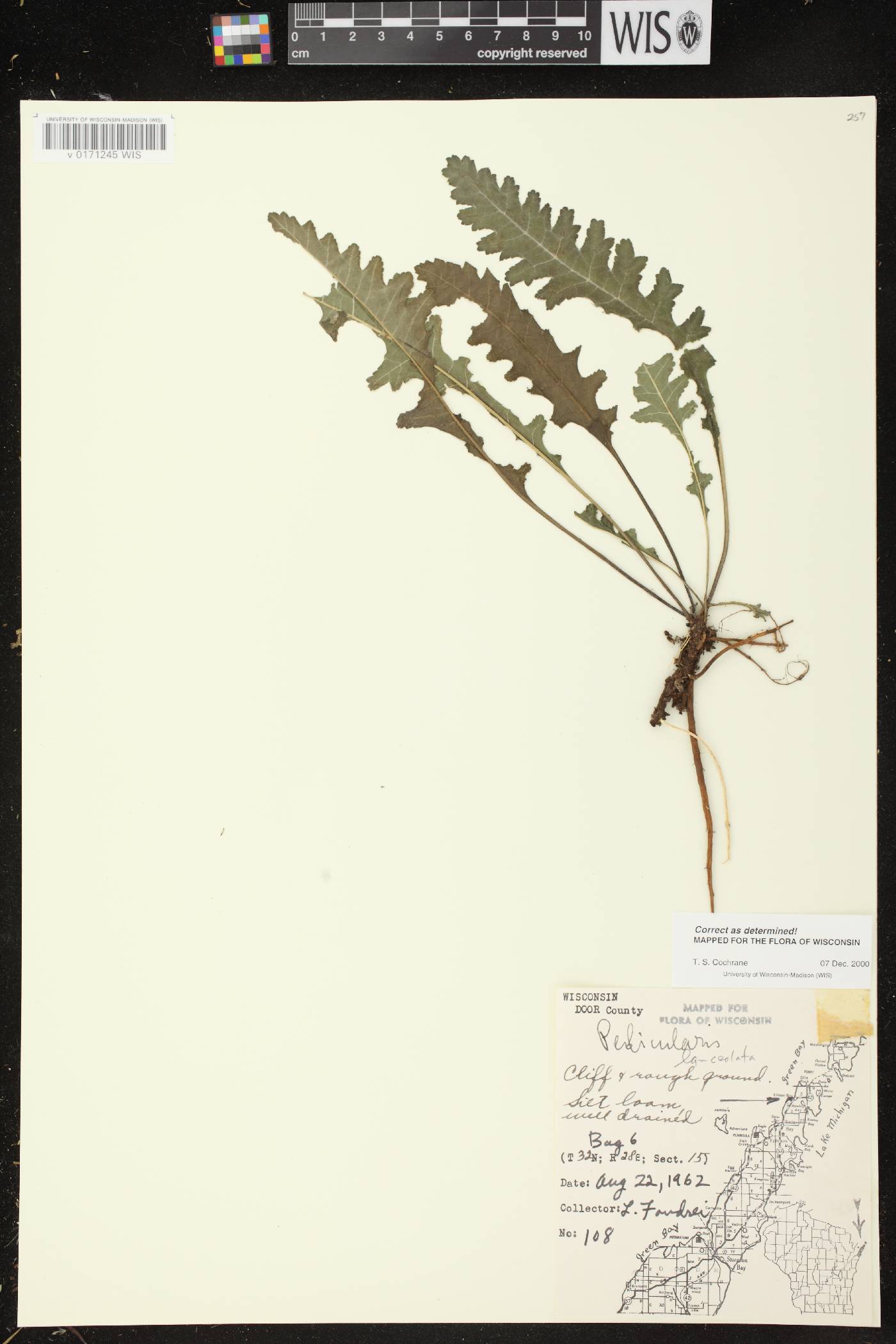 Pedicularis lanceolata image