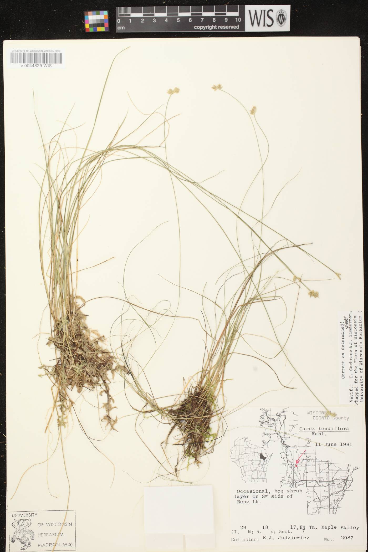 Carex tenuiflora image