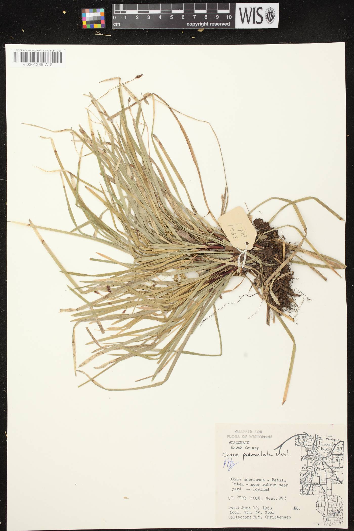 Carex pedunculata image