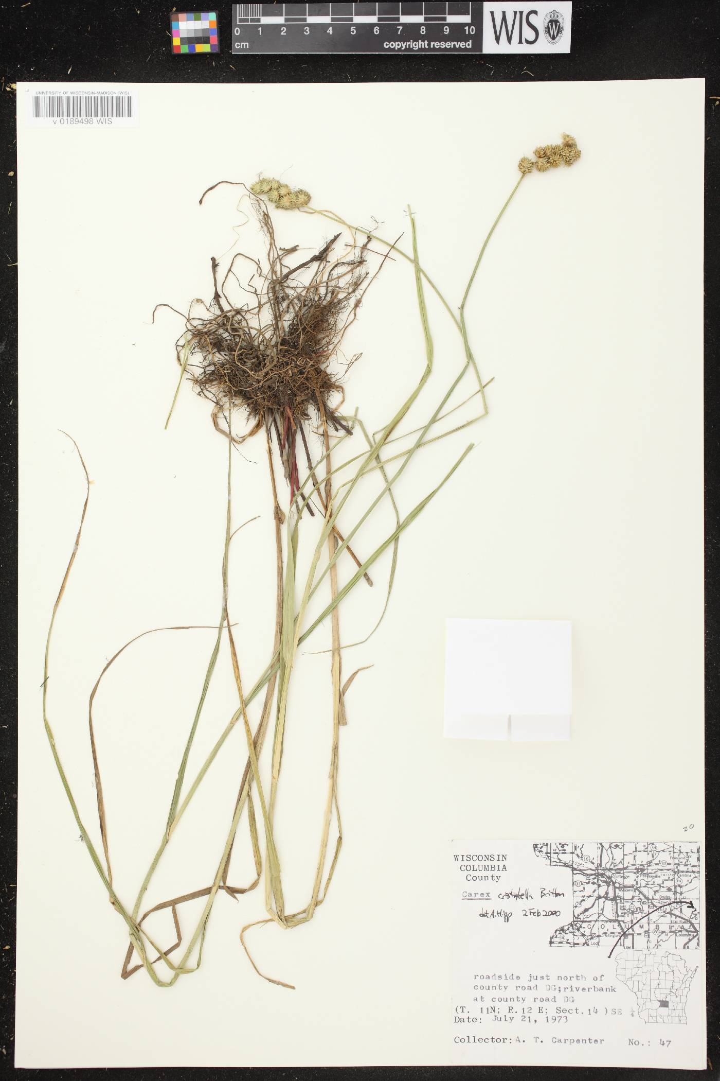 Carex cristatella image