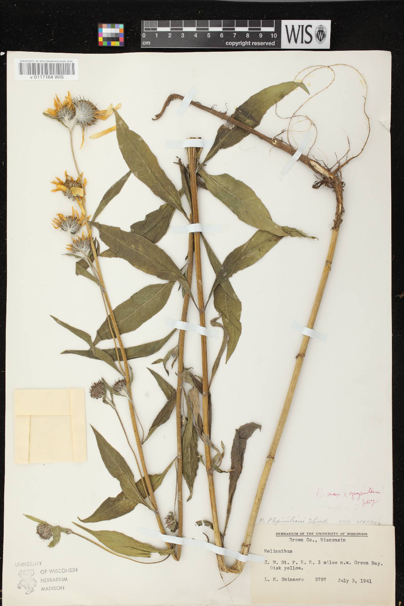 Helianthus giganteus X H. maximilianii image