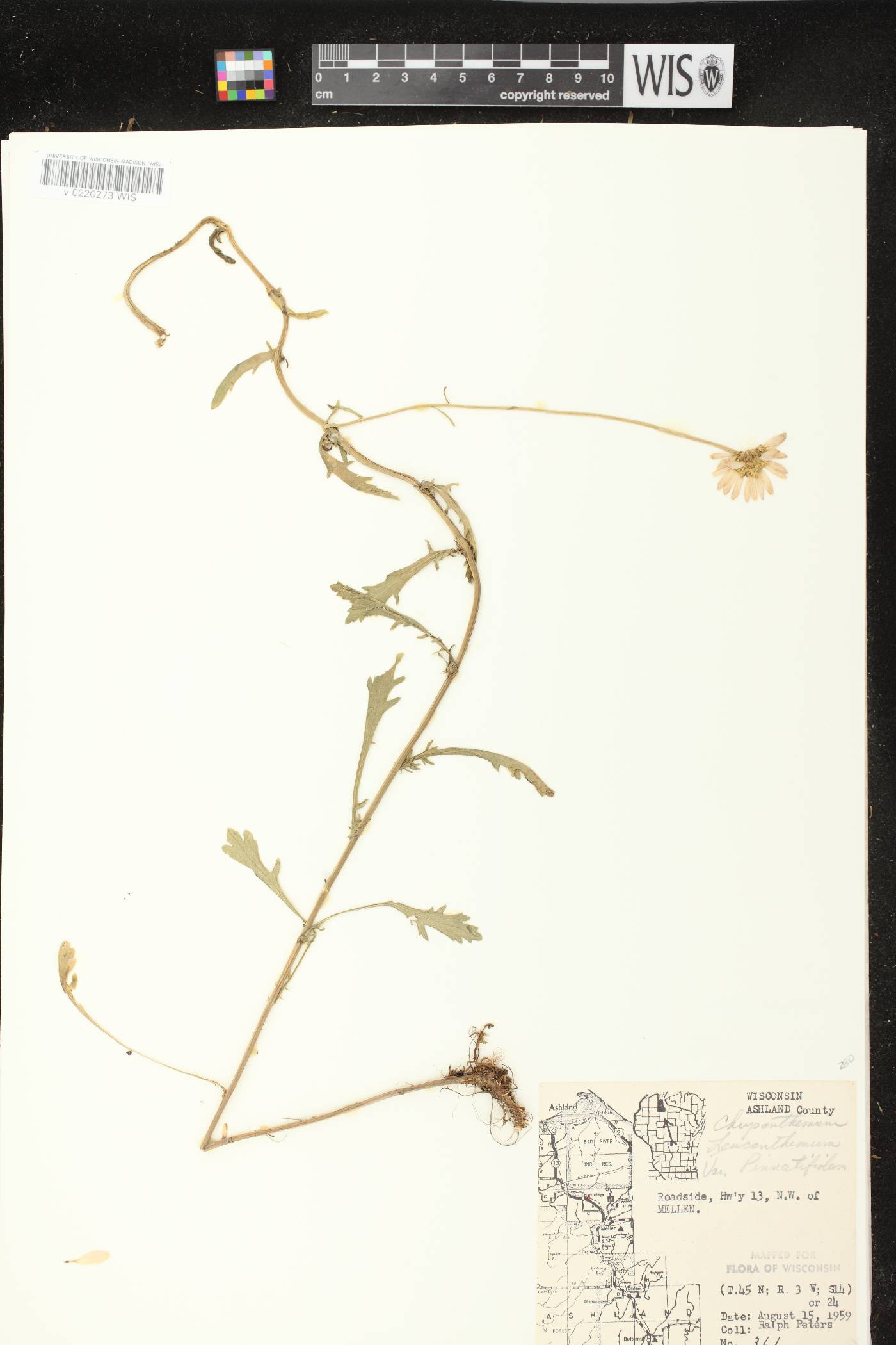 Leucanthemum vulgare image
