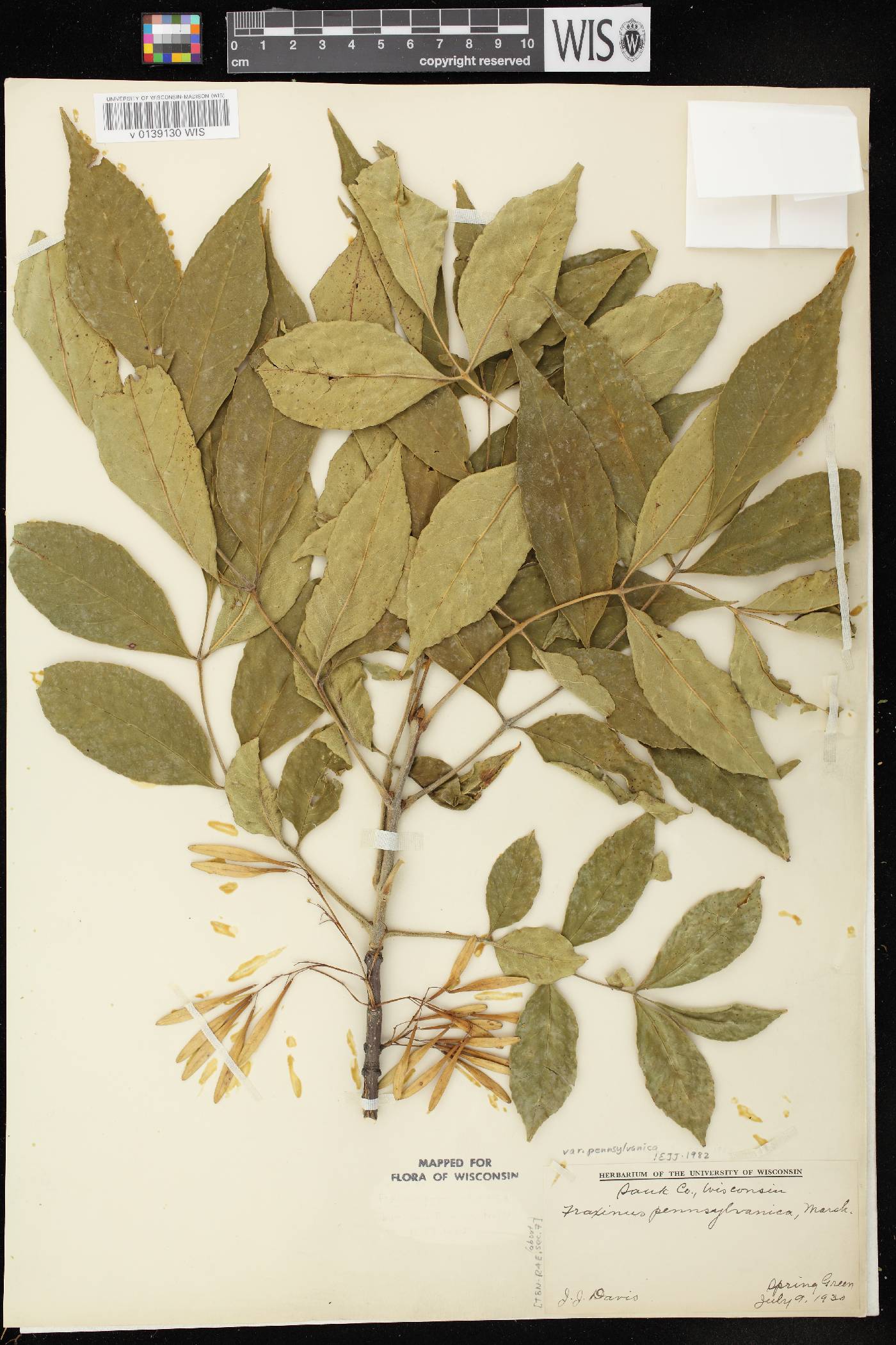 Fraxinus pennsylvanica image