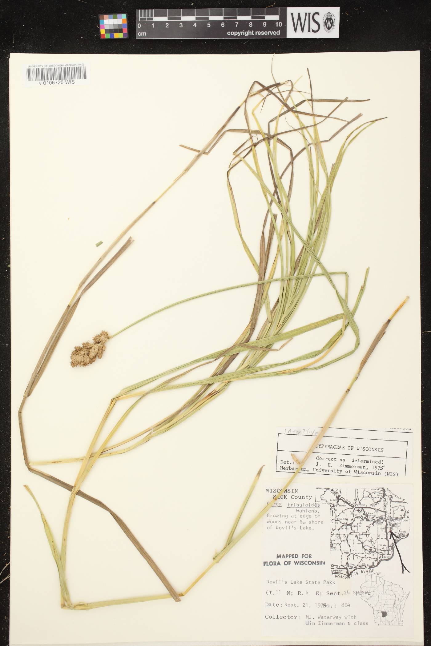 Carex tribuloides var. tribuloides image