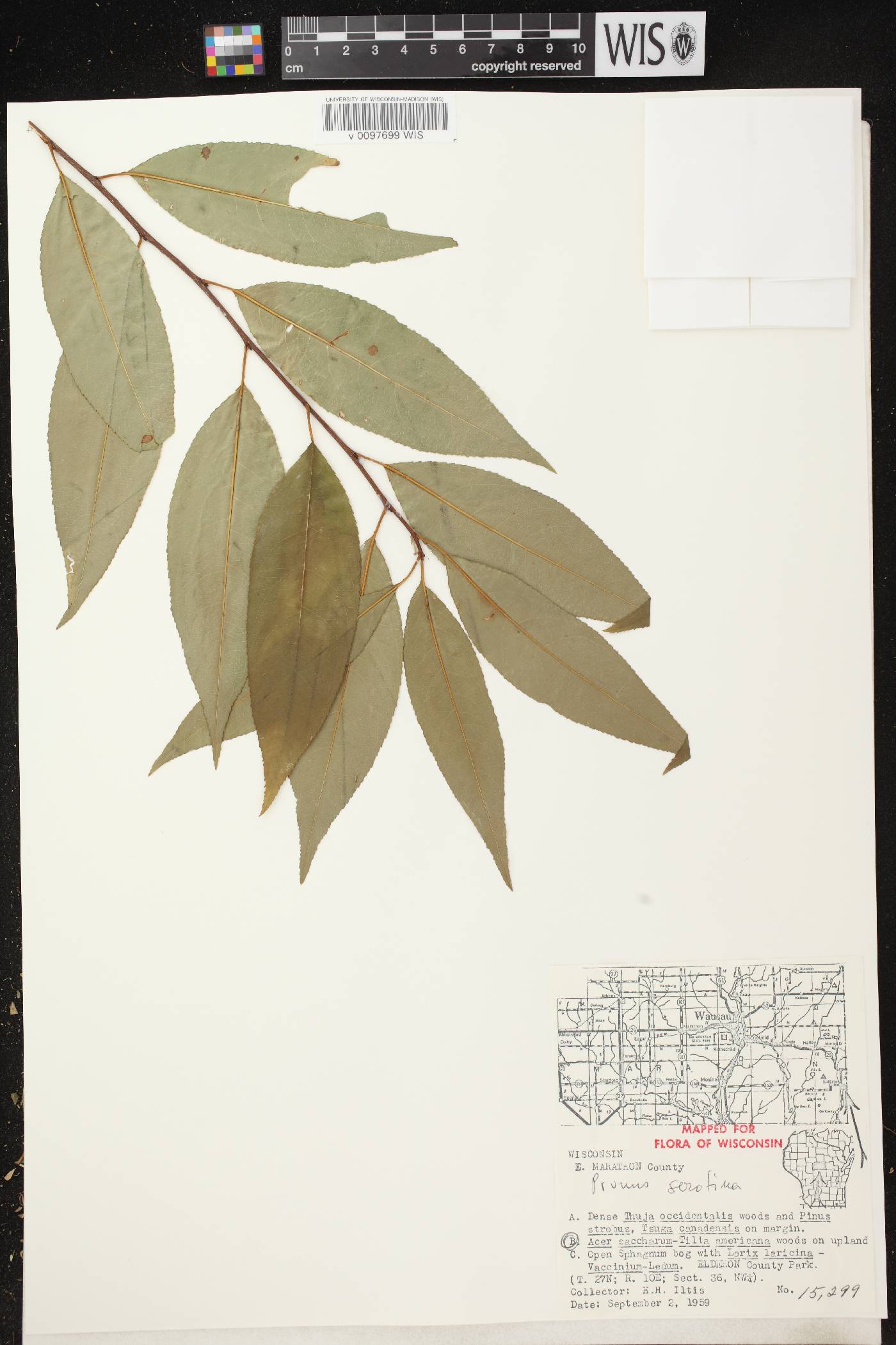 Prunus serotina var. serotina image