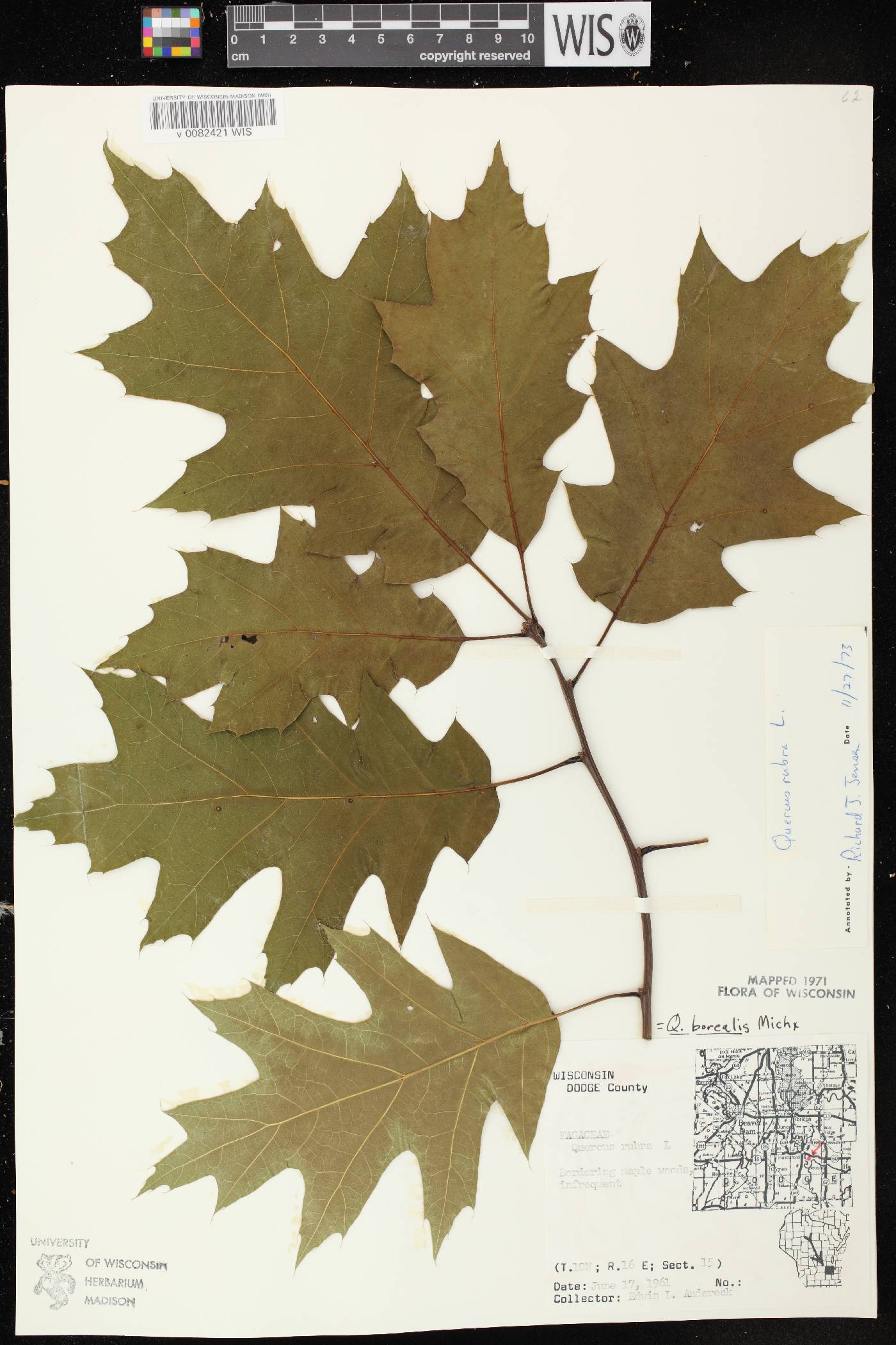 Quercus rubra image