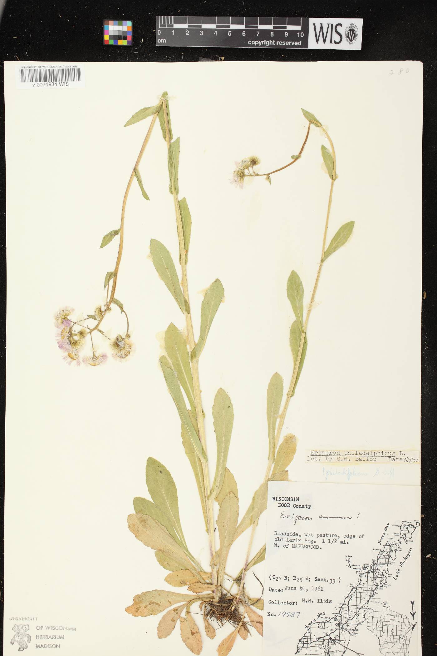 Erigeron philadelphicus image