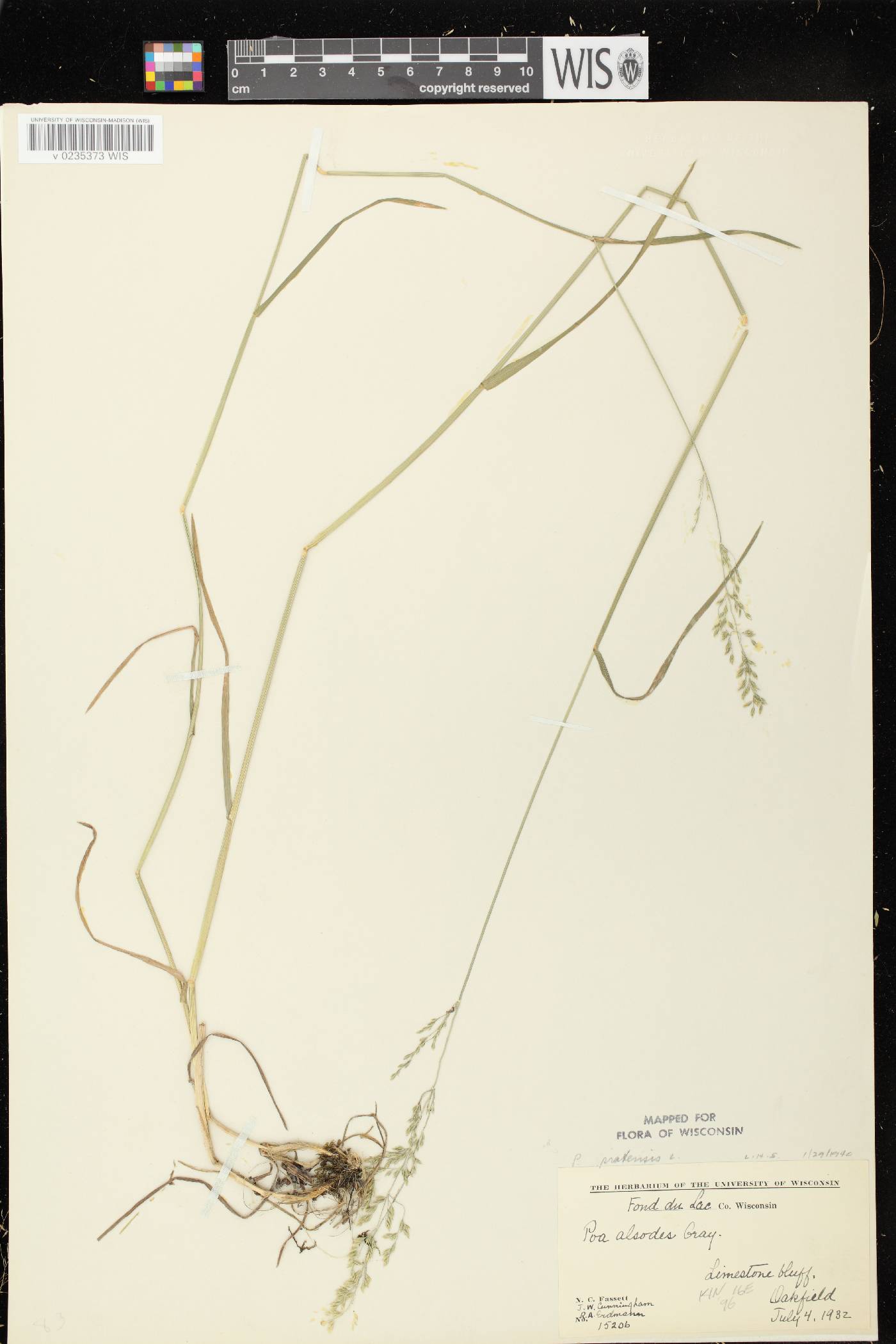 Poa pratensis image