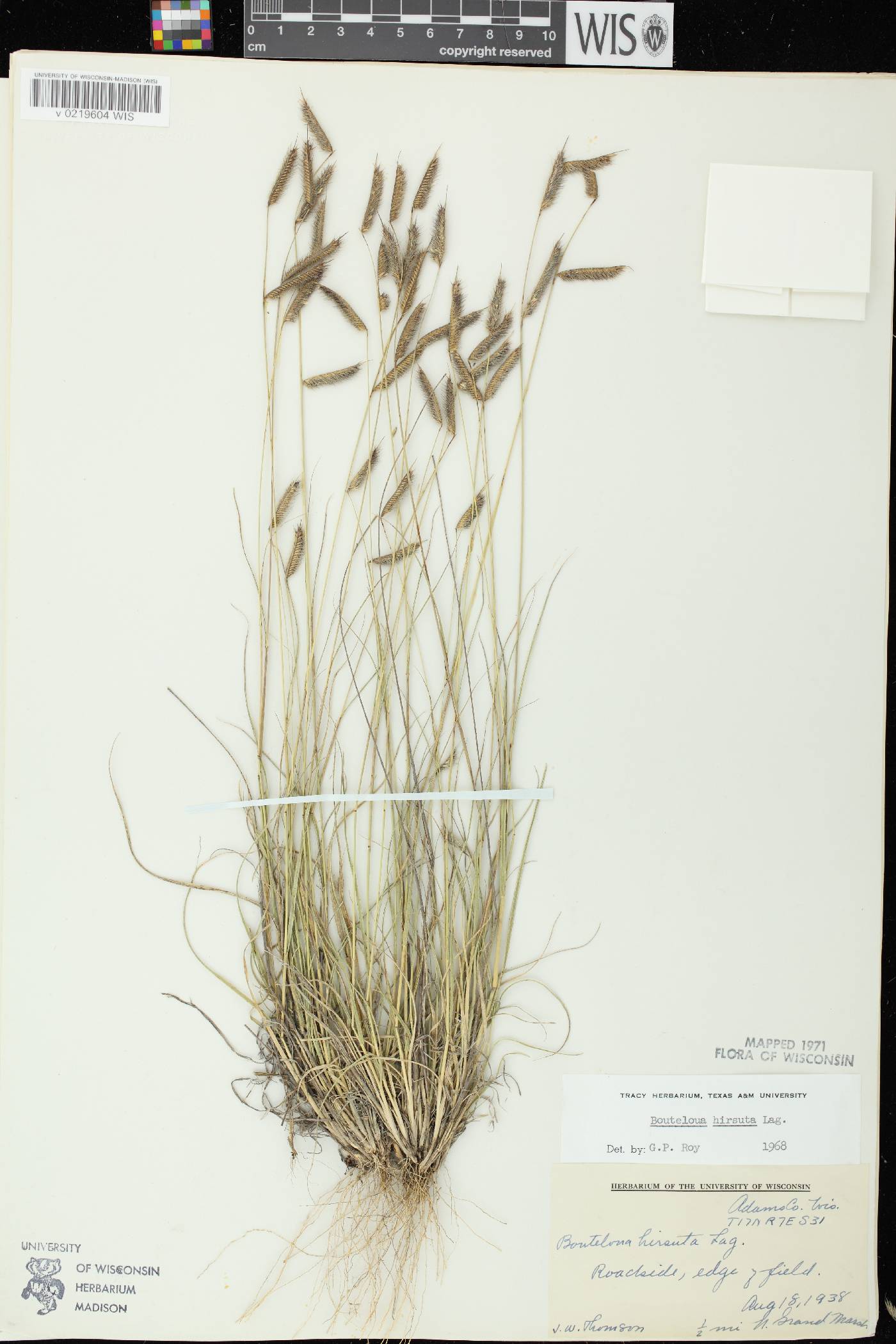Bouteloua hirsuta subsp. hirsuta image