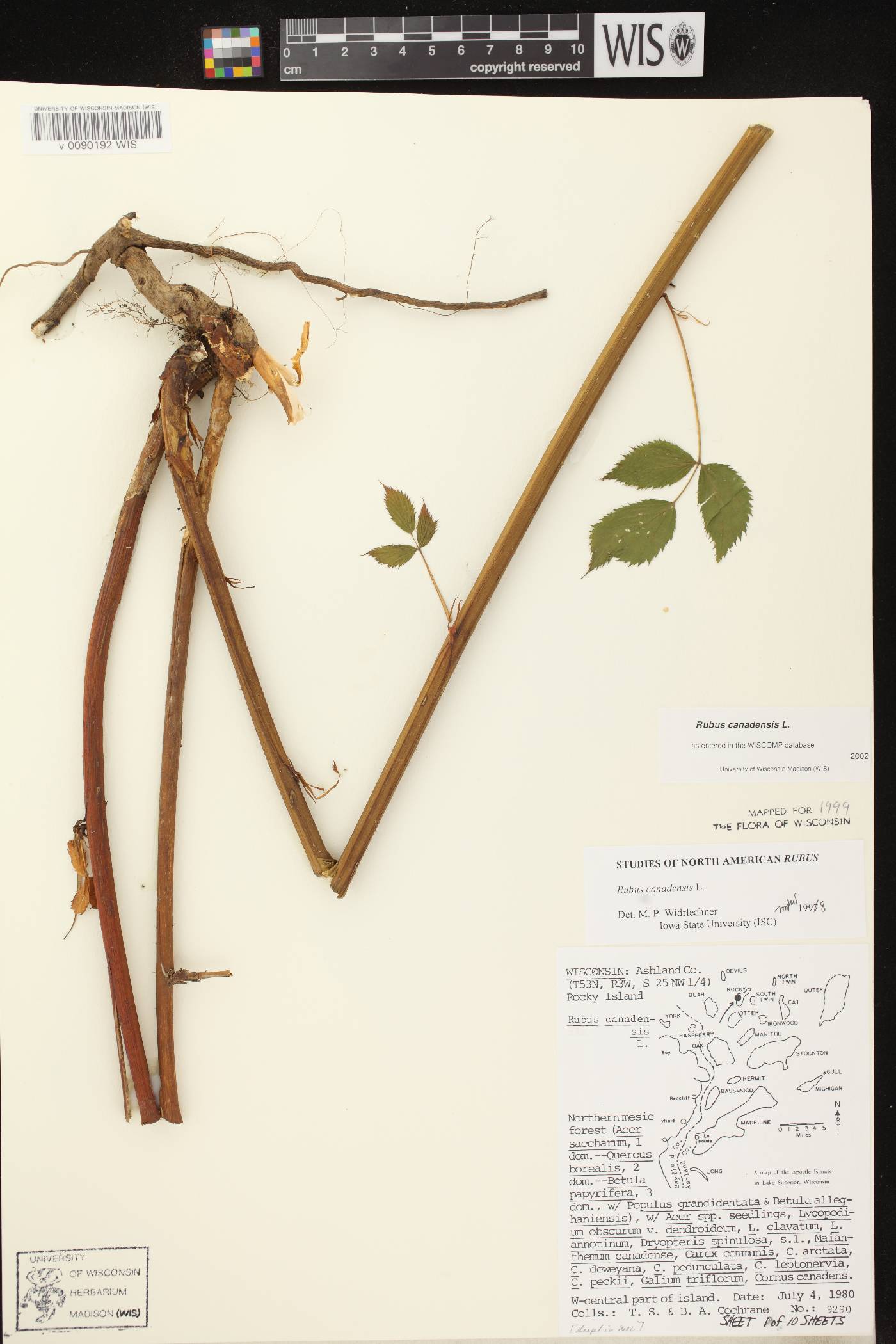 Rubus canadensis image
