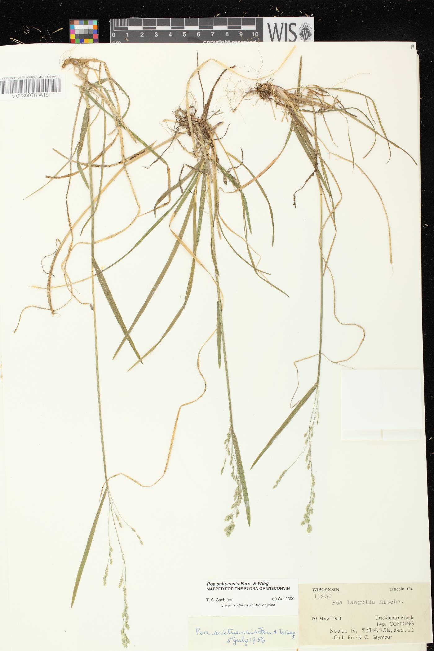 Poa saltuensis image