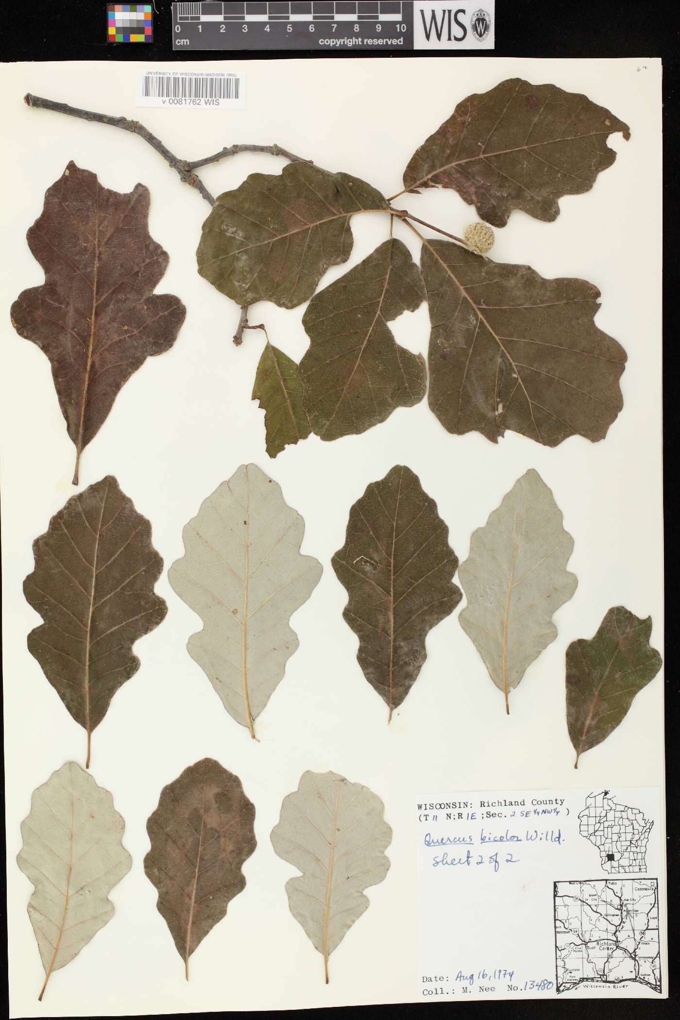 Quercus bicolor image