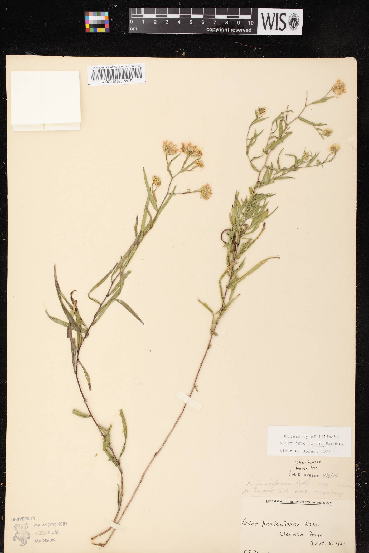 Symphyotrichum boreale image