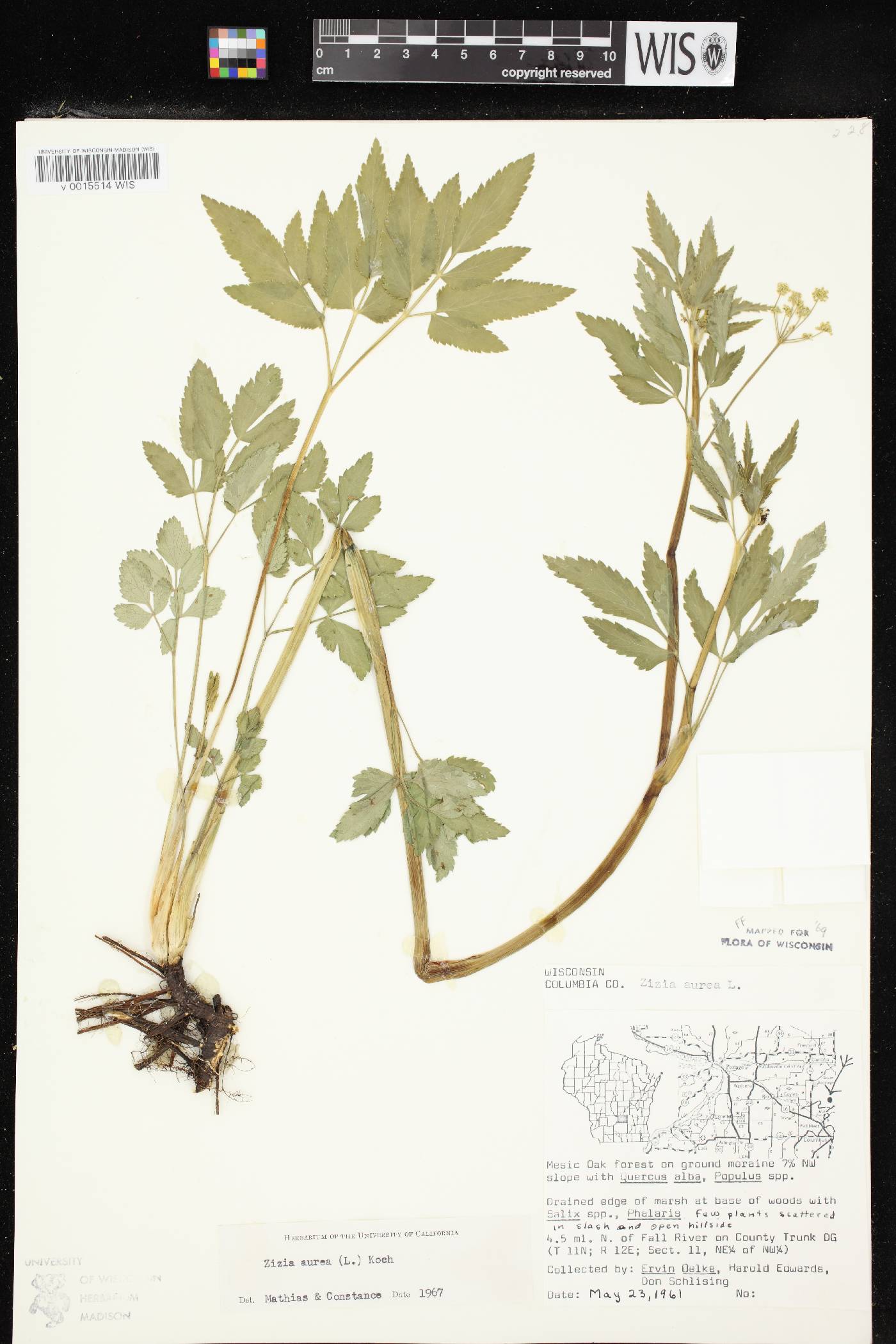Zizia aurea image