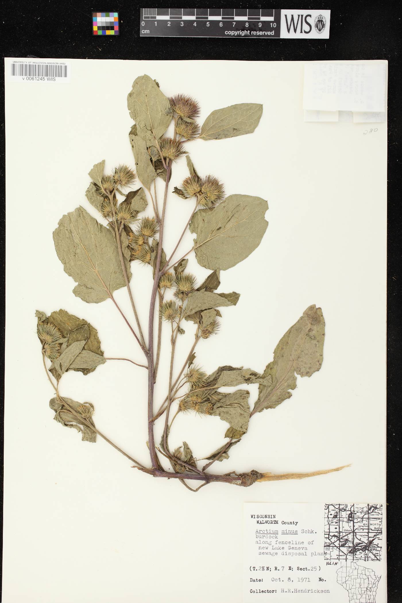 Arctium minus image