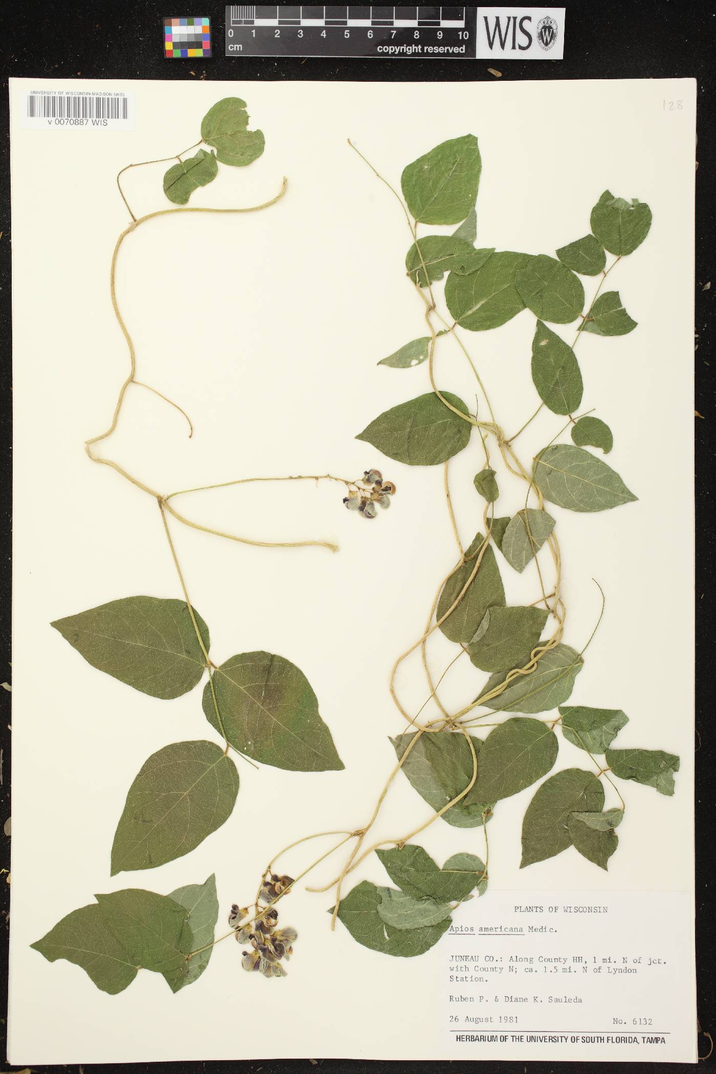 Apios americana image