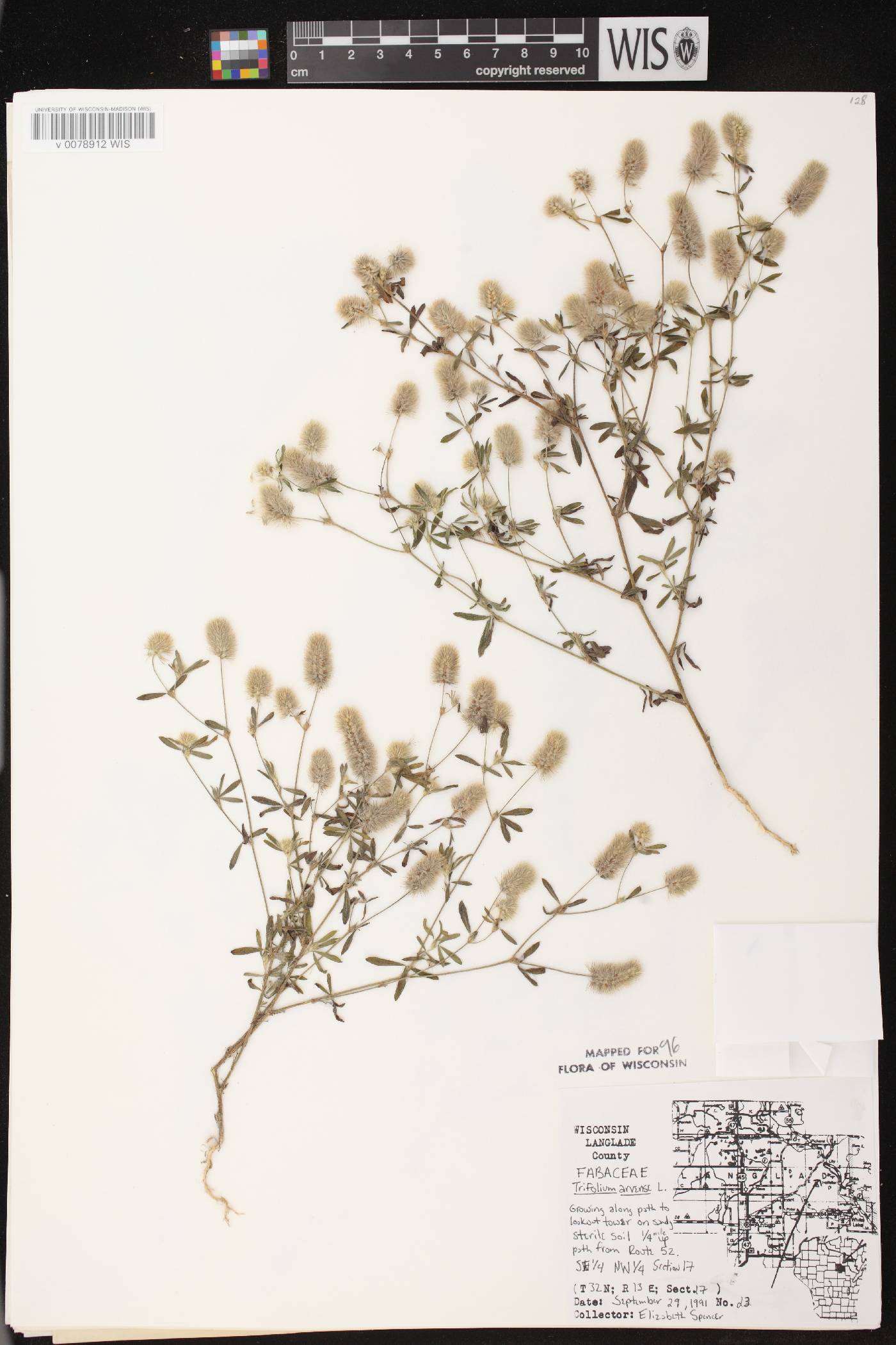 Trifolium arvense image