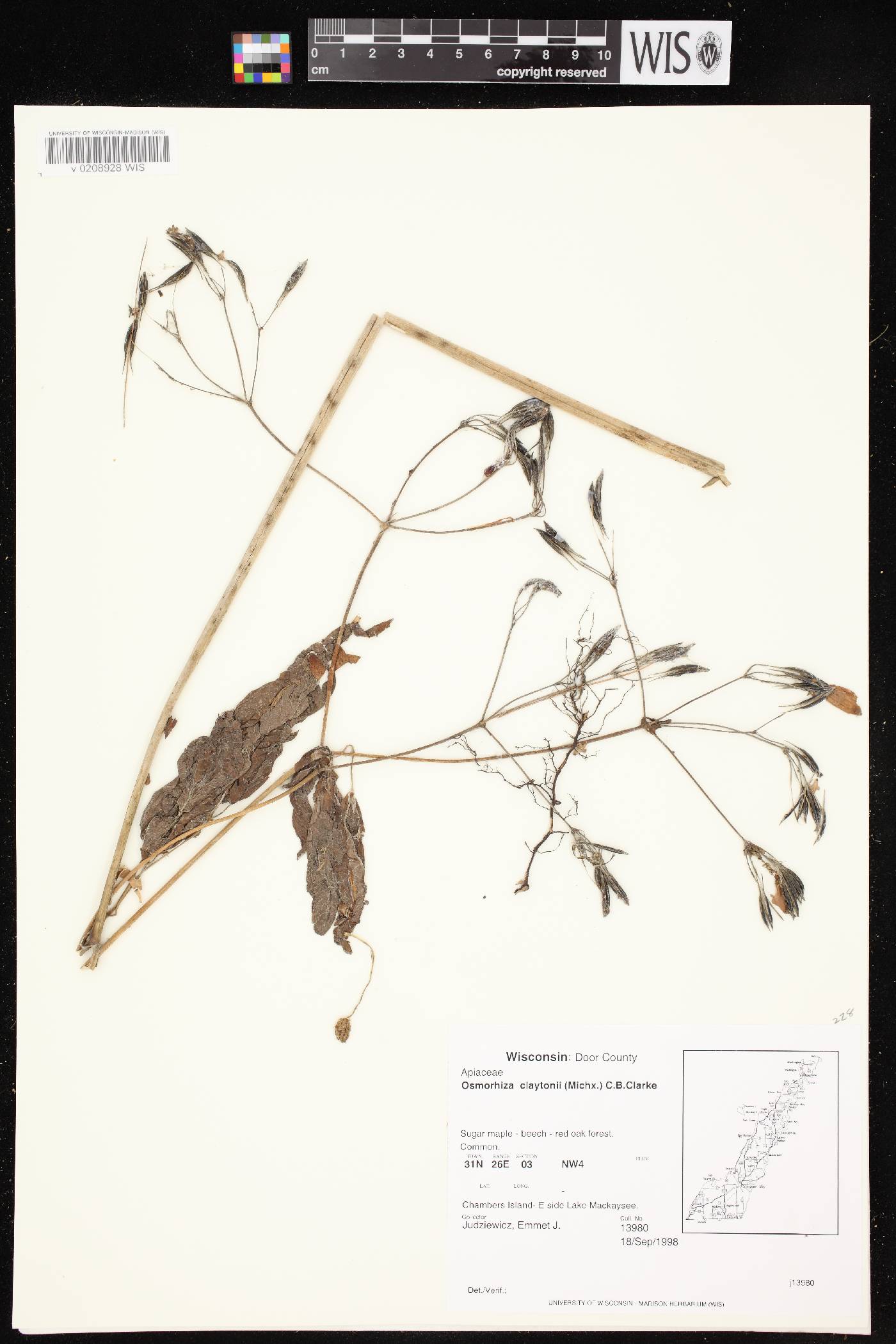 Osmorhiza claytonii image