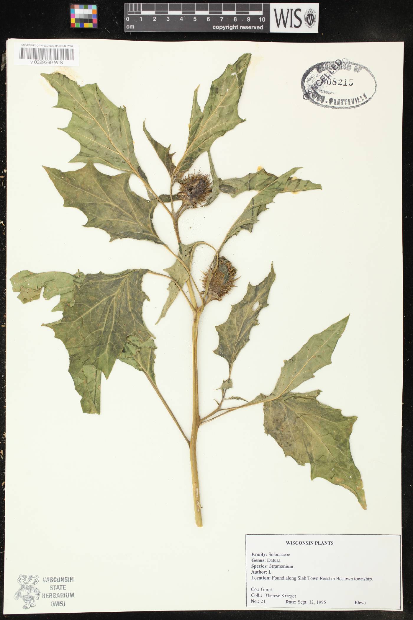 Datura stramonium image
