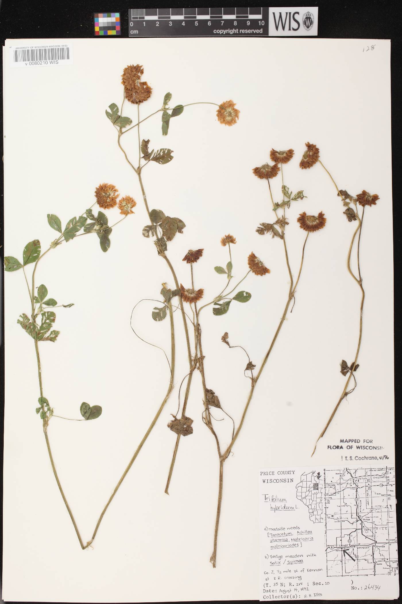 Trifolium hybridum image