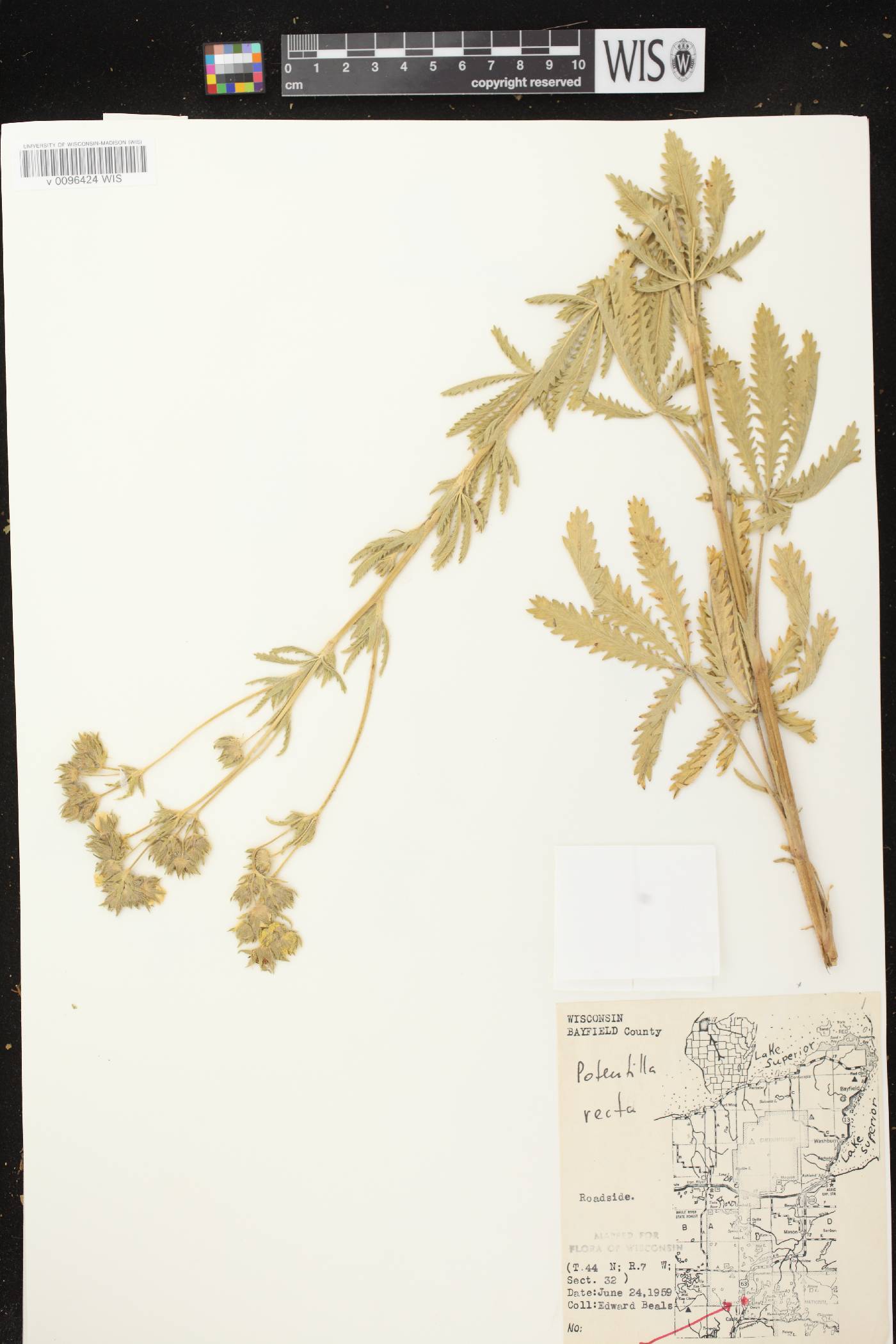 Potentilla recta image