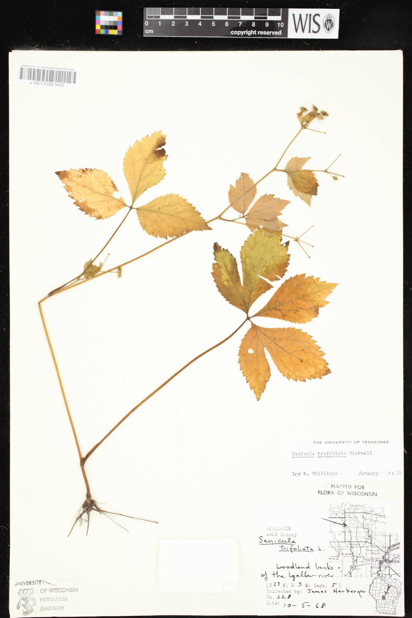 Sanicula trifoliata image
