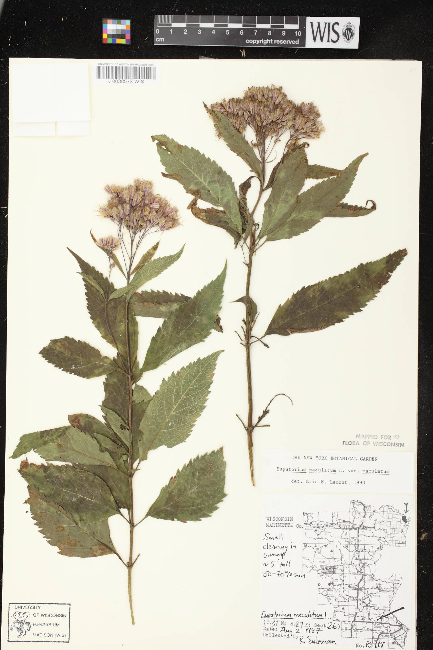 Eutrochium maculatum var. maculatum image