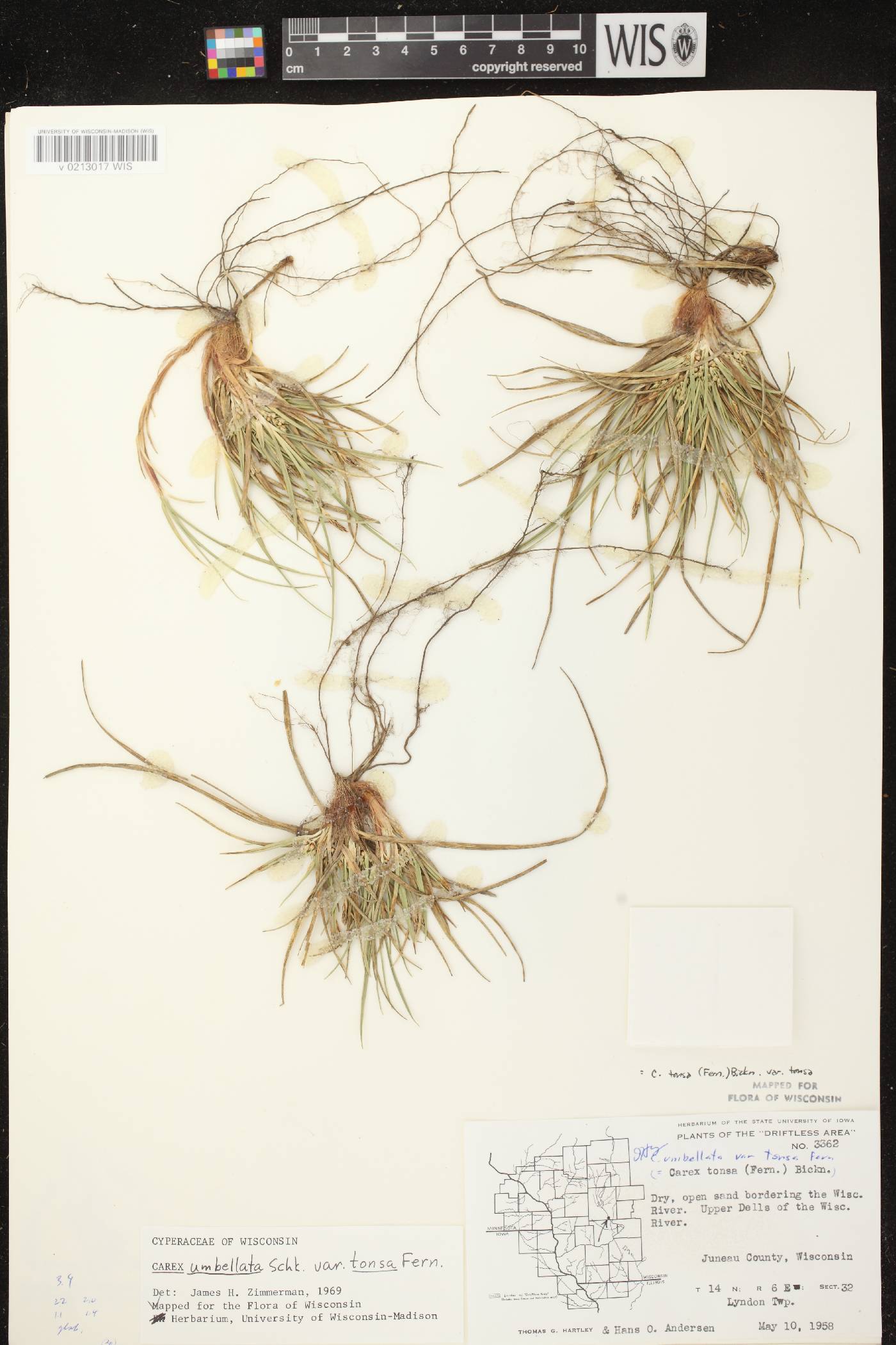 Carex tonsa var. tonsa image