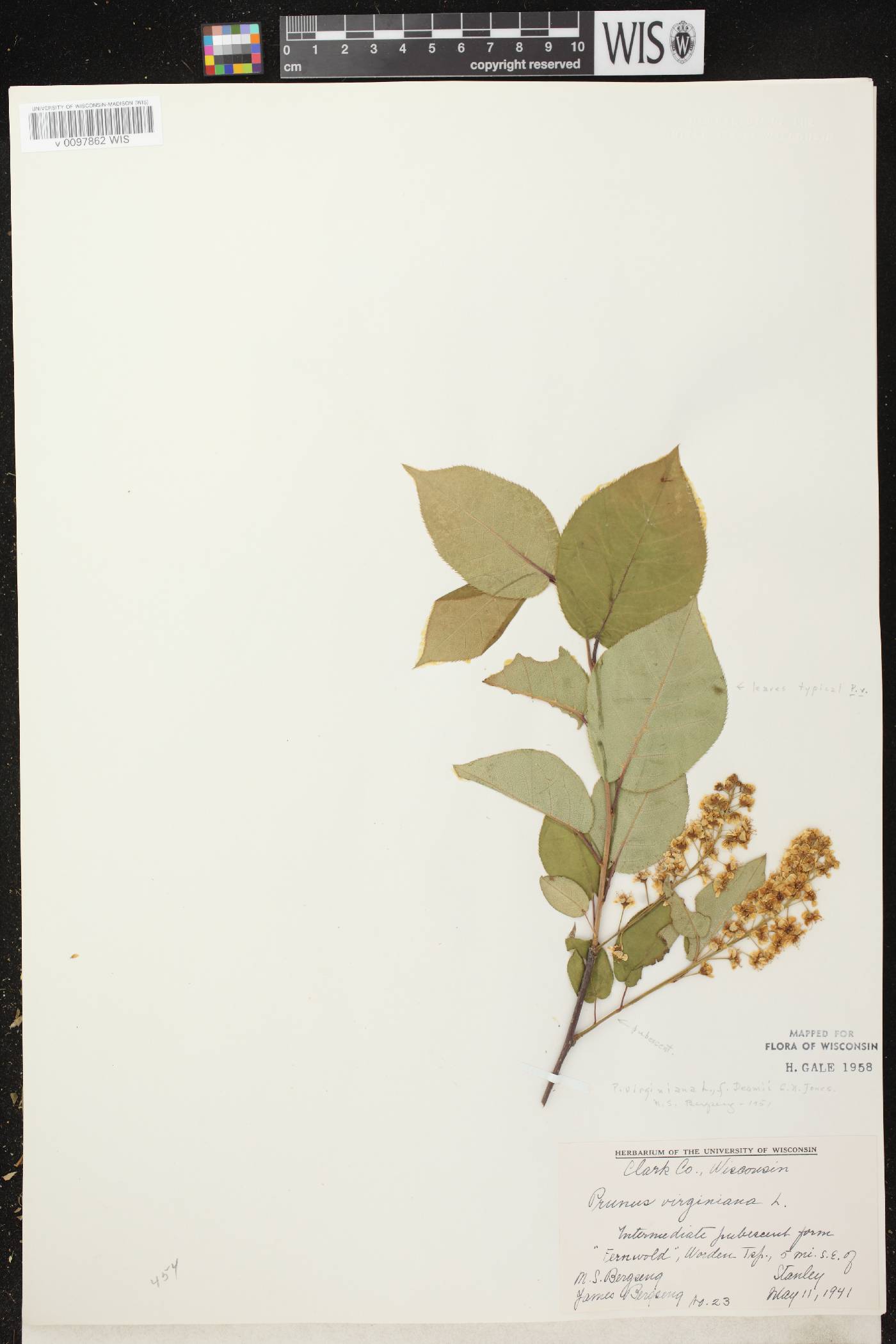 Prunus virginiana image