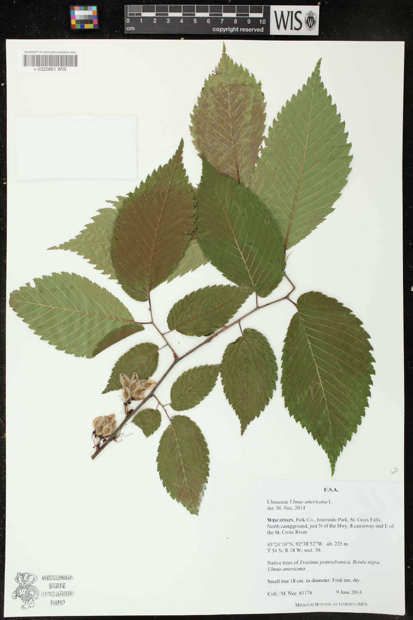 Ulmus americana image