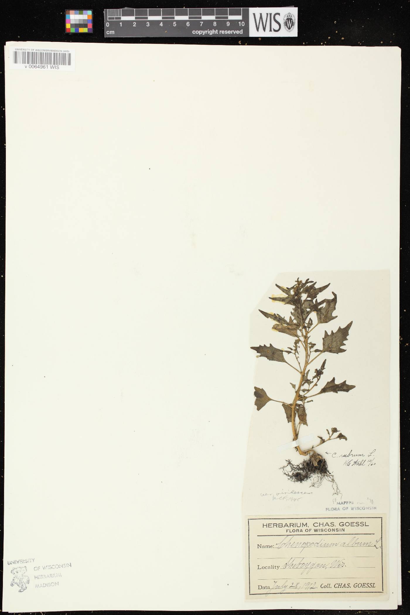 Chenopodium rubrum var. rubrum image