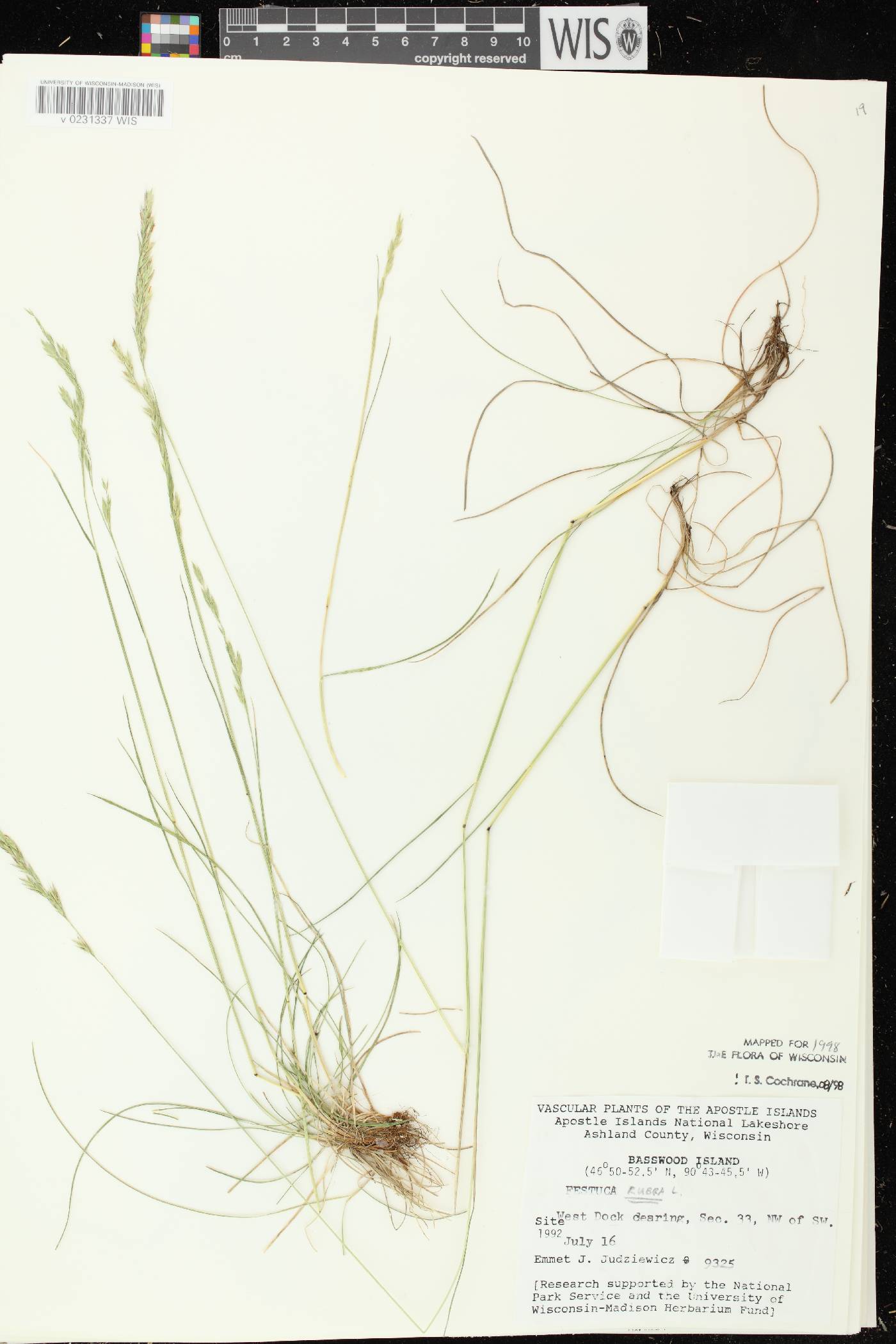 Festuca rubra image