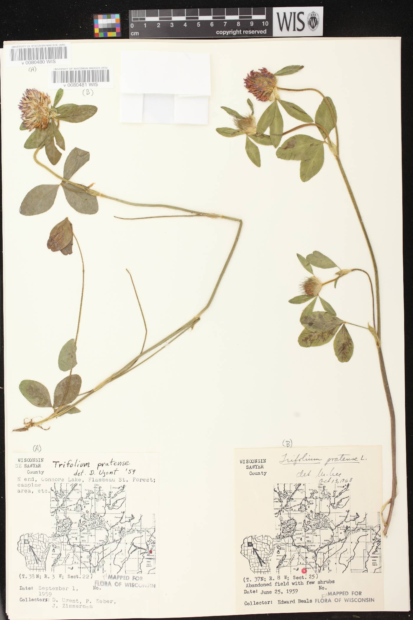 Trifolium pratense image