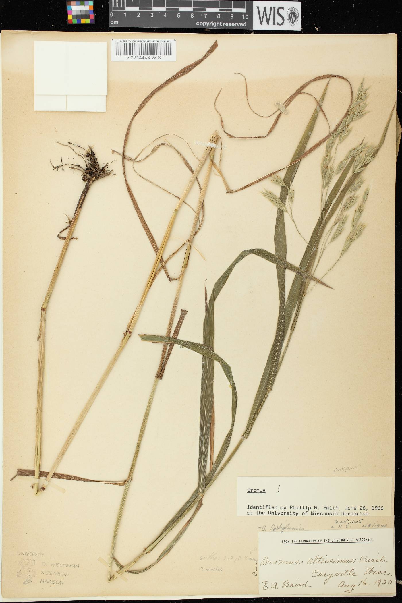 Bromus latiglumis image