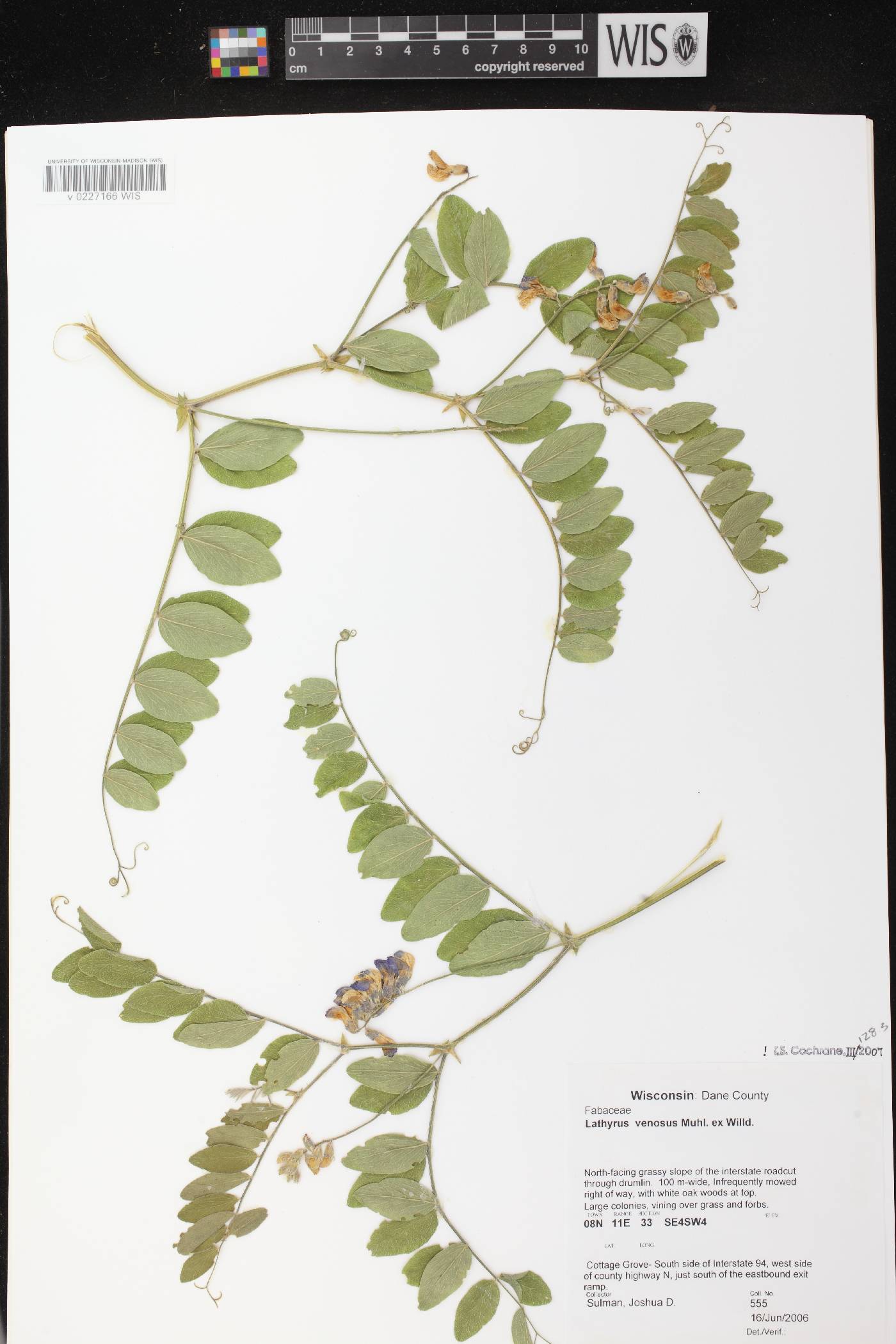 Lathyrus venosus image