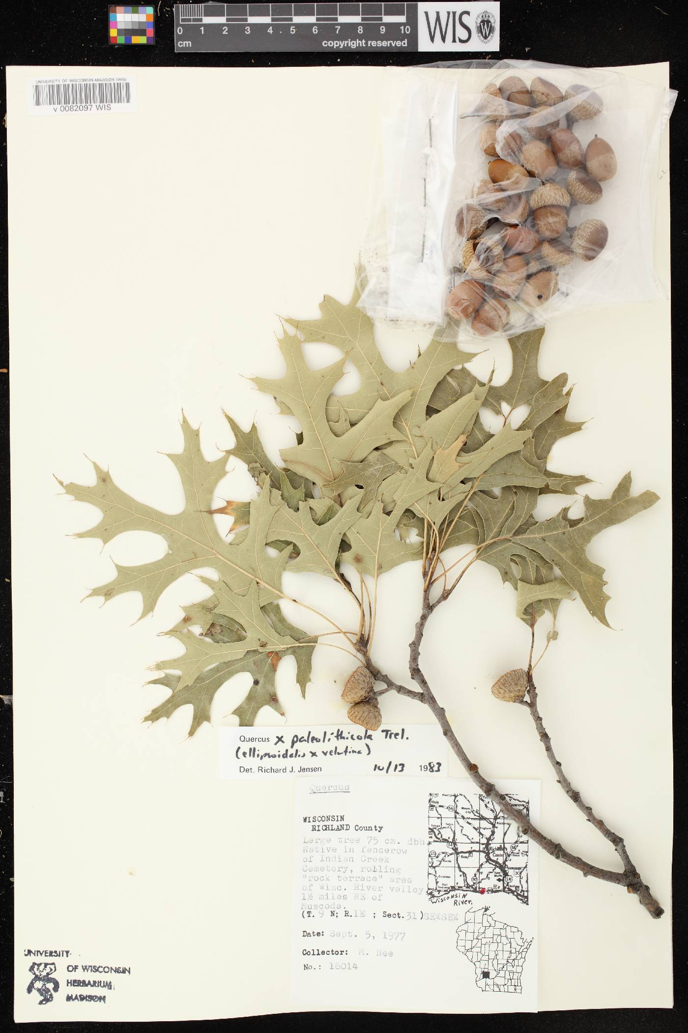 Quercus x palaeolithicola image