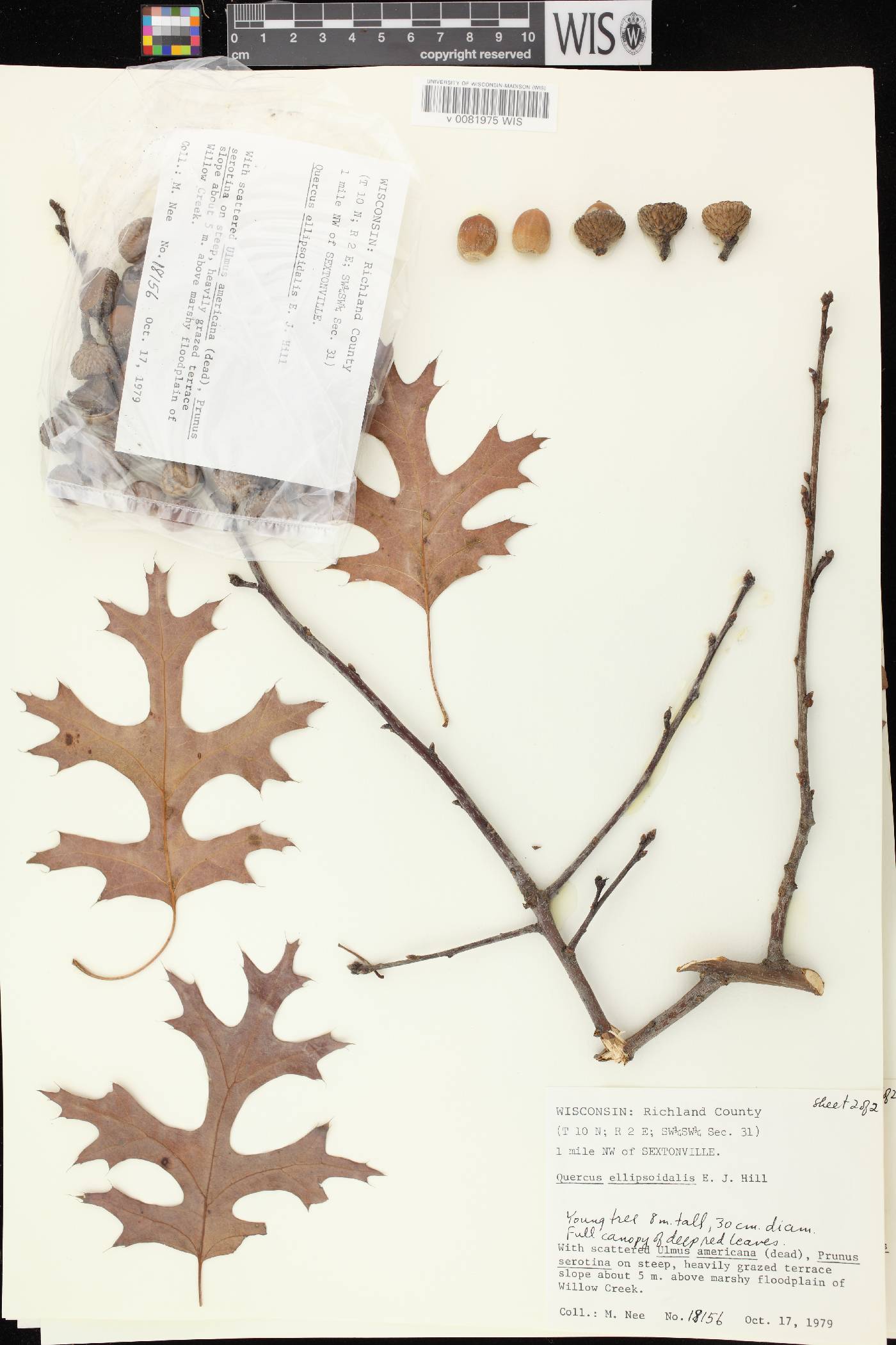 Quercus ellipsoidalis image
