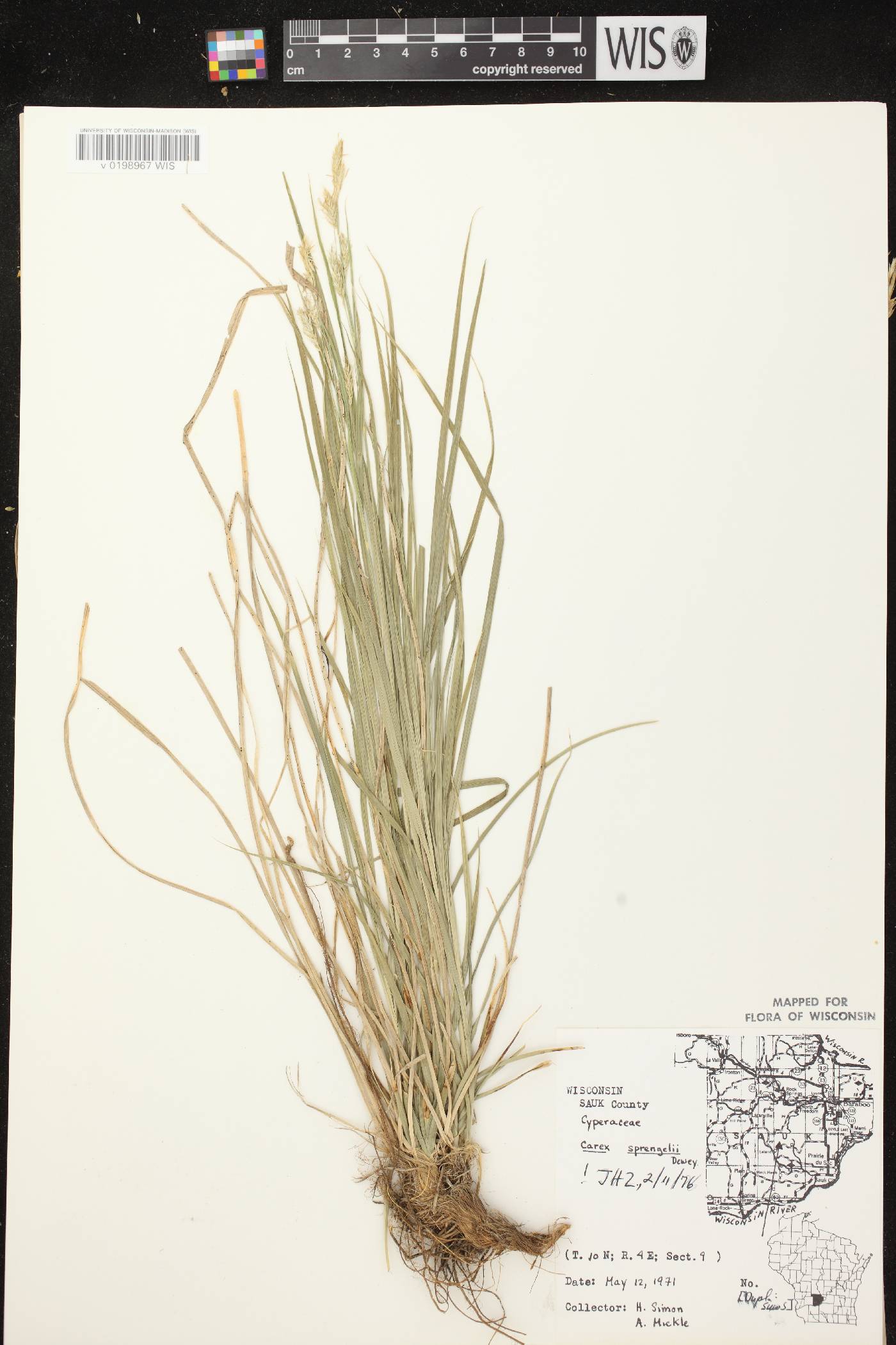 Carex sprengelii image
